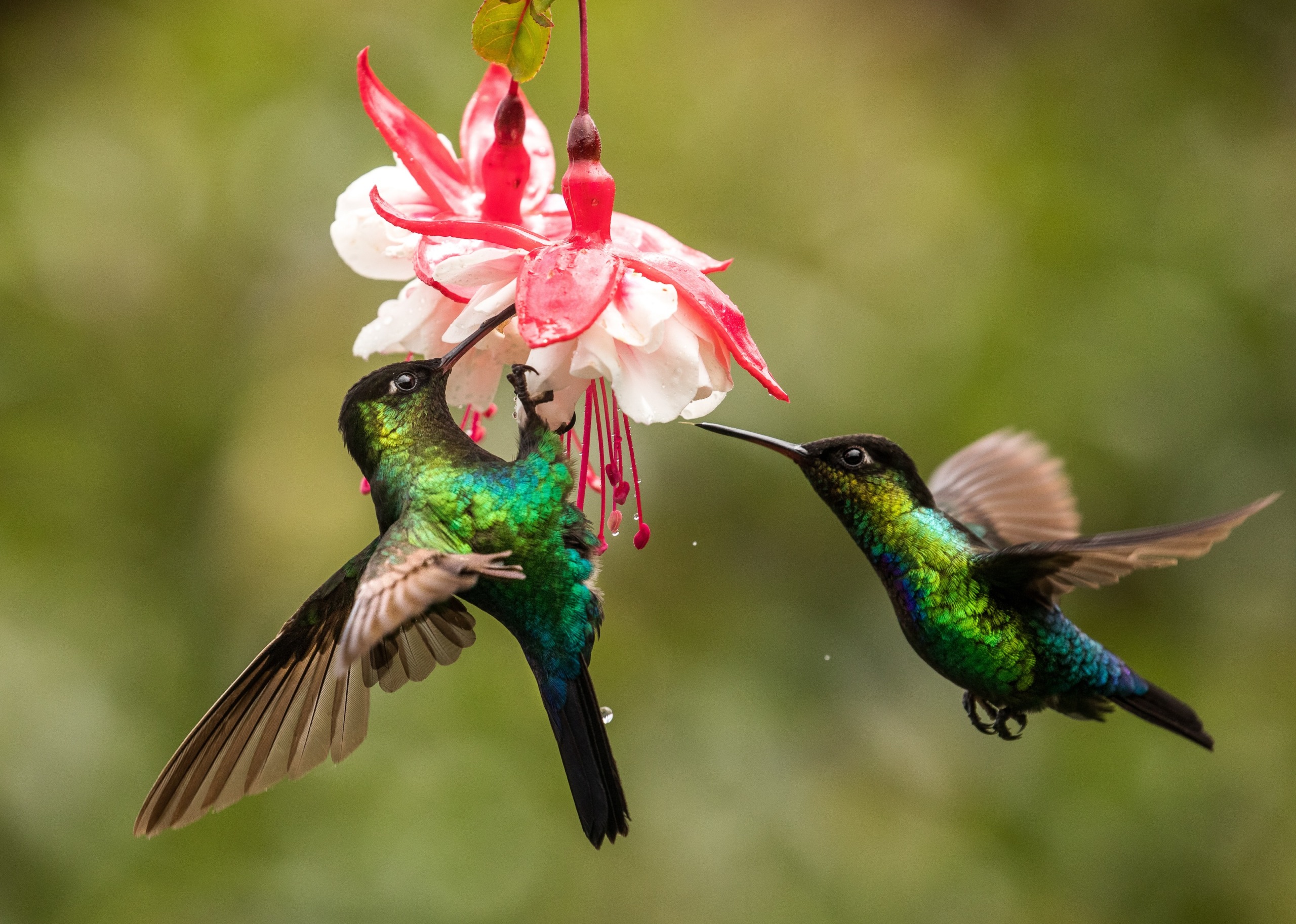 Two vibrant hummingbirds with iridescent green and blue feathers hover mid-air while gracefully drinking nectar from a pink and white flower. Their wings create a mesmerizing blur against the lush green background, showcasing the beauty of these enchanting birds.