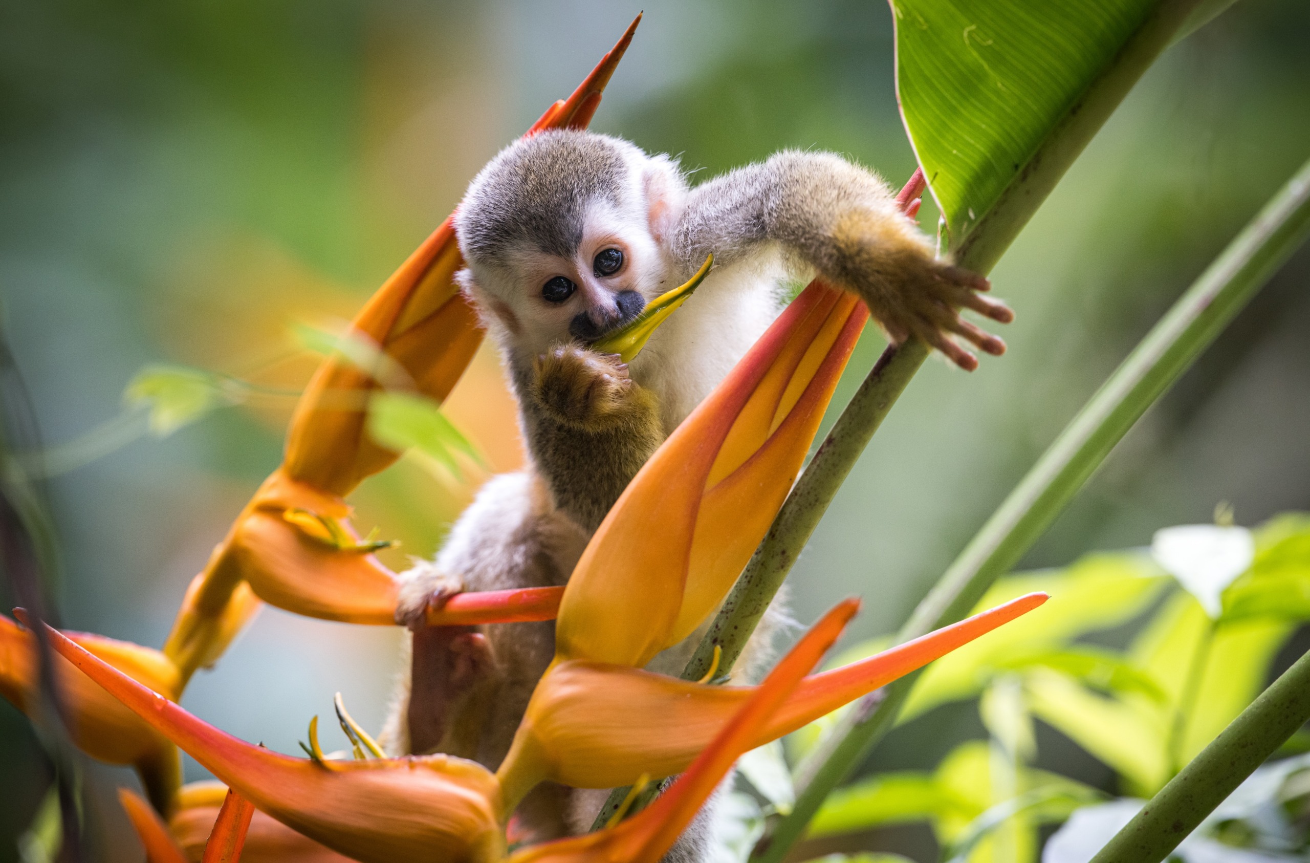 A small monkey sits on a vibrant orange and yellow flower, surrounded by lush green foliage. Nearby, hummingbirds dart gracefully through the air. The monkey holds the flower with one hand and brings a petal to its mouth, showcasing its curious nature amid this lively scene.