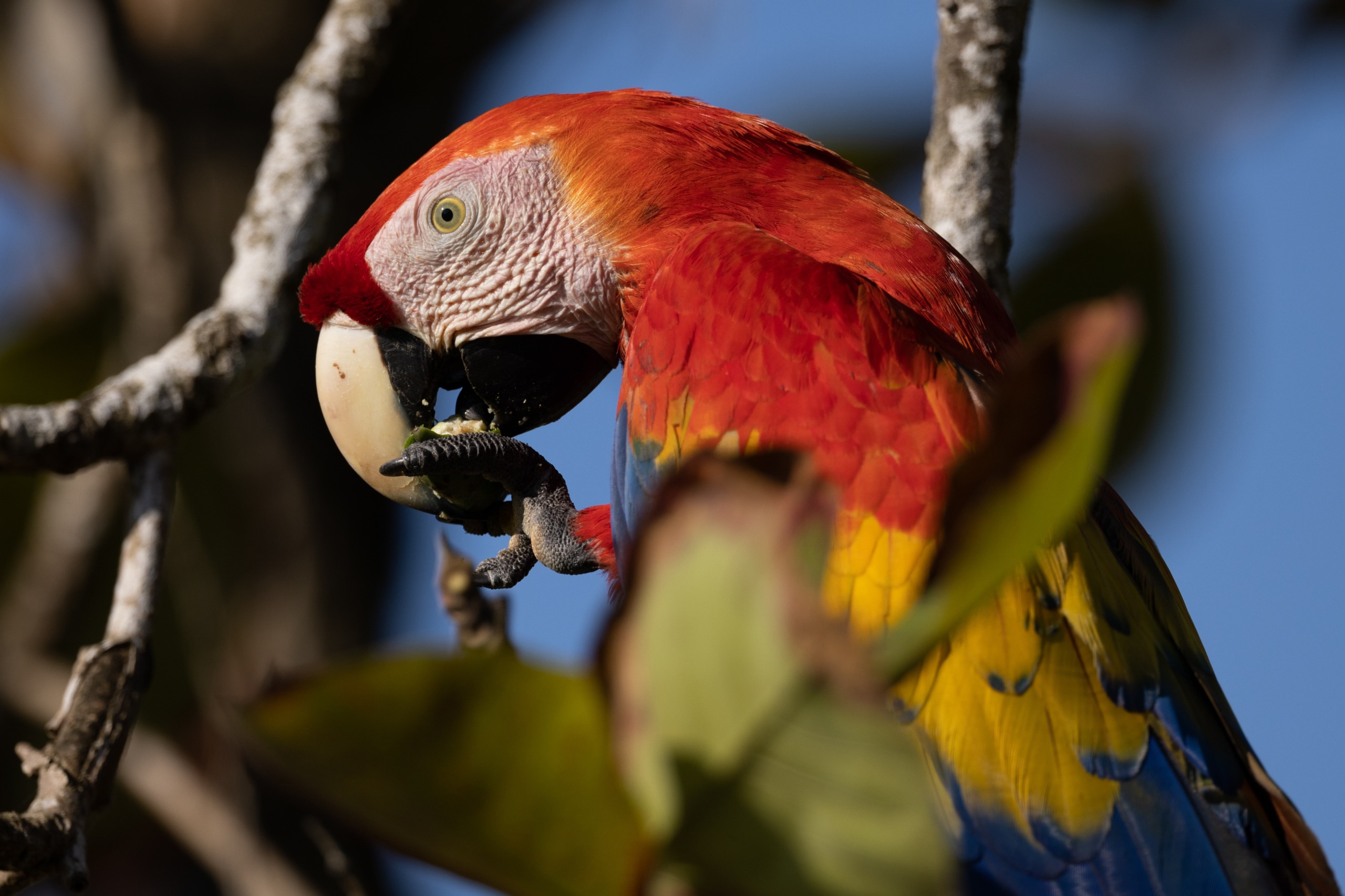 A vibrant scarlet macaw with red, yellow, and blue plumage perches on a tree branch, holding a small object in its beak. A group of hummingbirds flutters around as bright sunlight illuminates the scene against a clear blue sky.