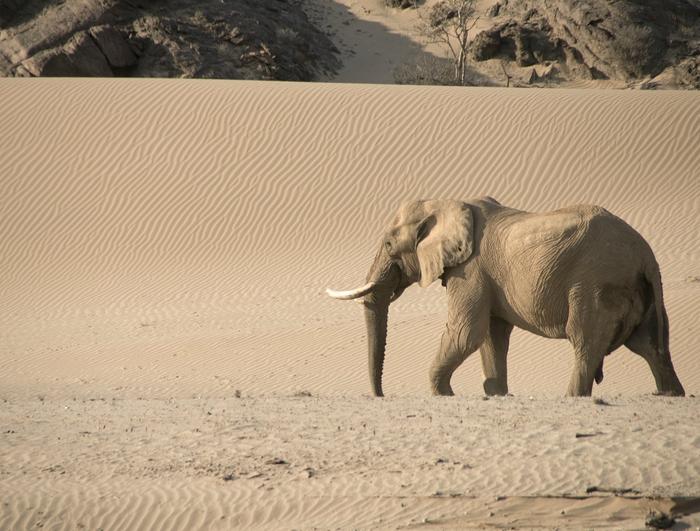 Elephant in Namibia