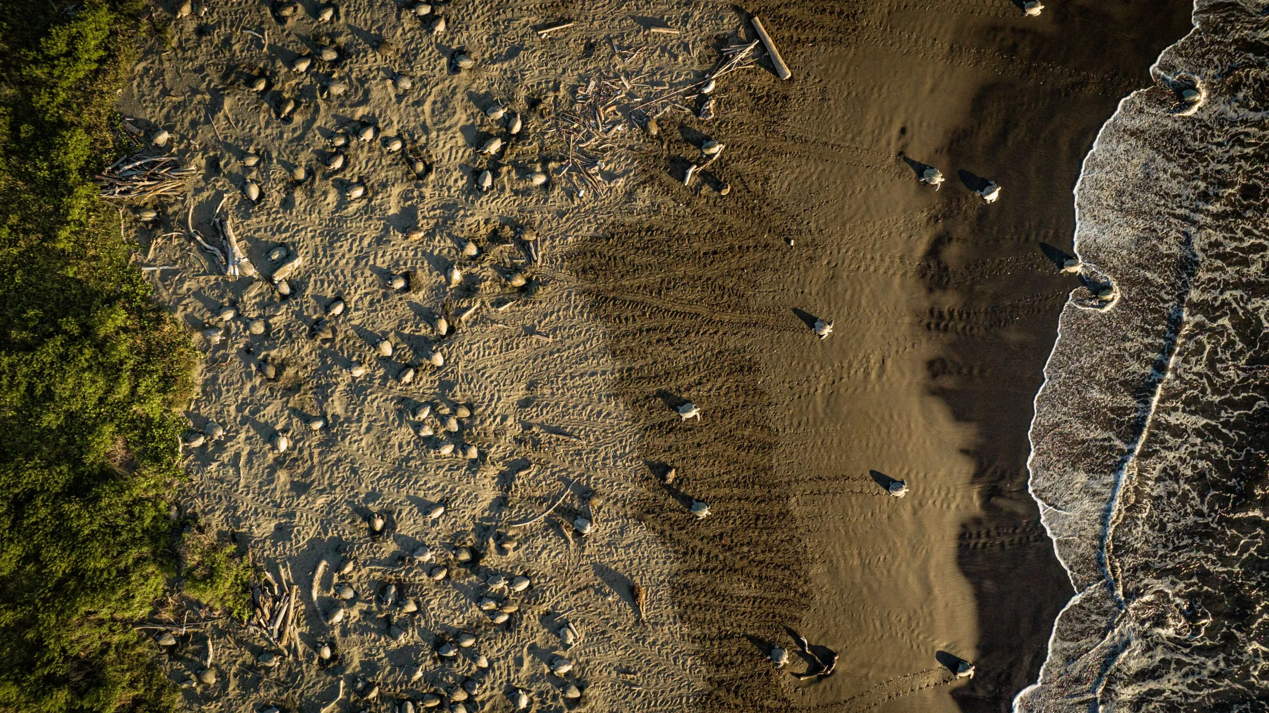 Aerial view of a jaguar-shaped stretch on a sandy beach bordered by green foliage on the left. Smooth waves gently wash onto the shore, leaving patterns in the sand. Scattered driftwood and rocks are visible along the beach.