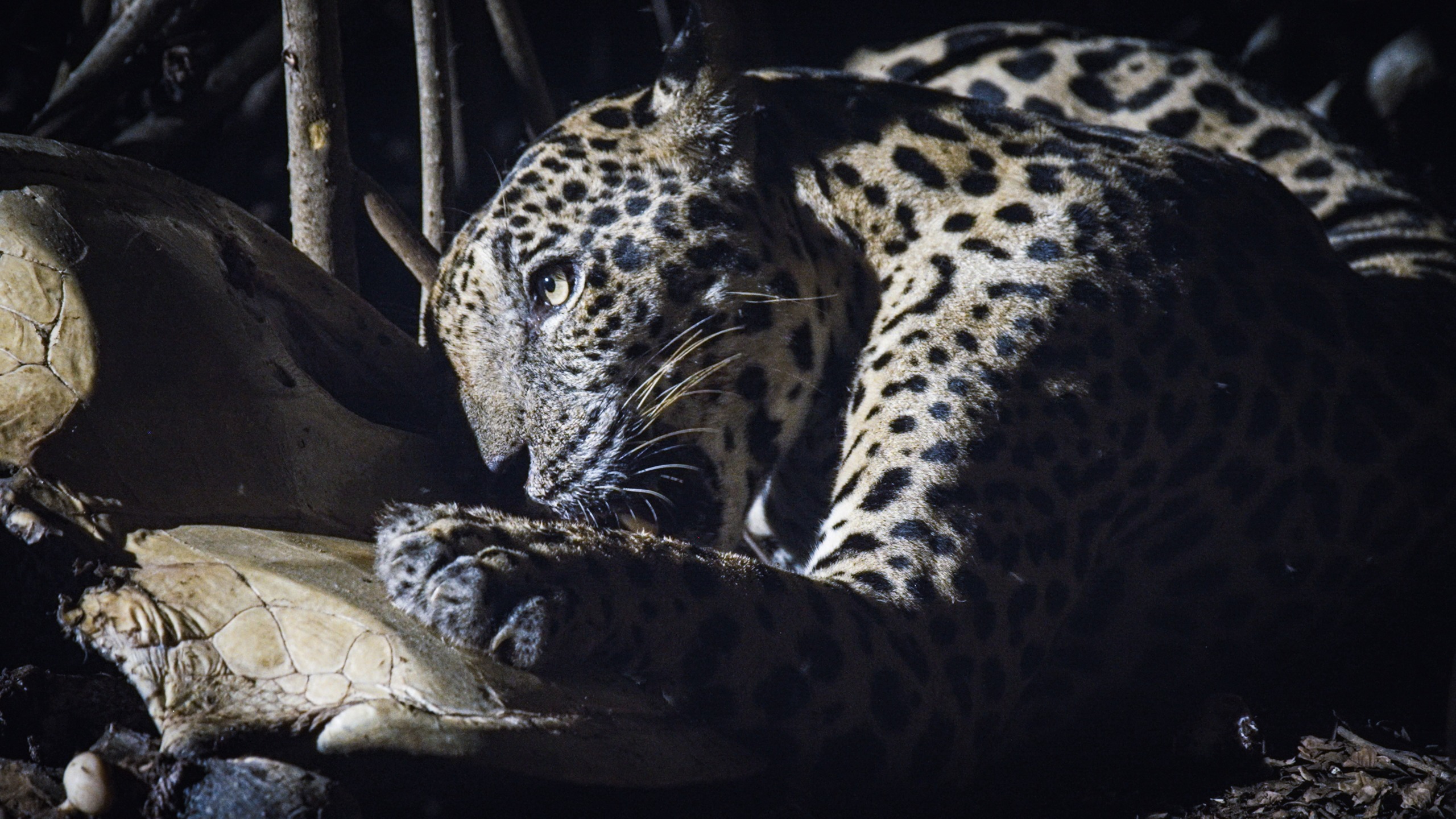 A jaguar reclines on the ground in a dimly lit area, its spotted fur seamlessly blending with the forest's shadows. Its piercing eyes focus intently, evoking an intense and mysterious atmosphere.