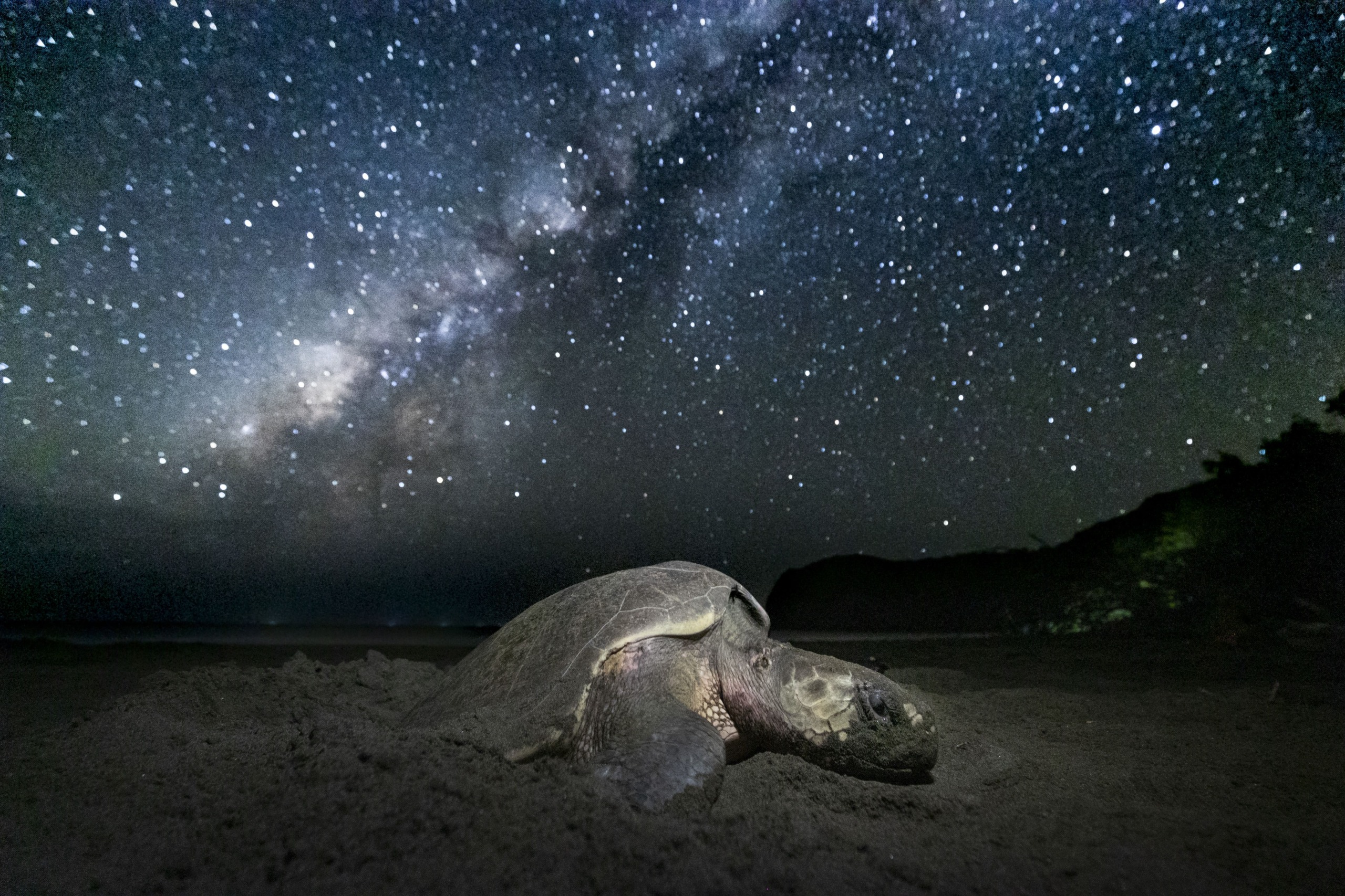 A sea turtle rests on a sandy beach under a starry night sky, with the Milky Way galaxy prominently visible. The dark silhouette of trees outlines the horizon, whispering the secrets of distant jungles where the stealthy jaguar roams.