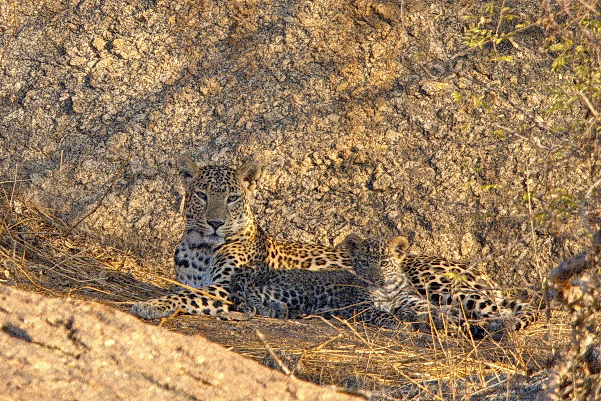 A leopard and its cub rest on dry grass, camouflaged against a rocky, sunlit background. The cub stays close to the adult, both with their keen gaze focused forward. Sparse vegetation surrounds them.