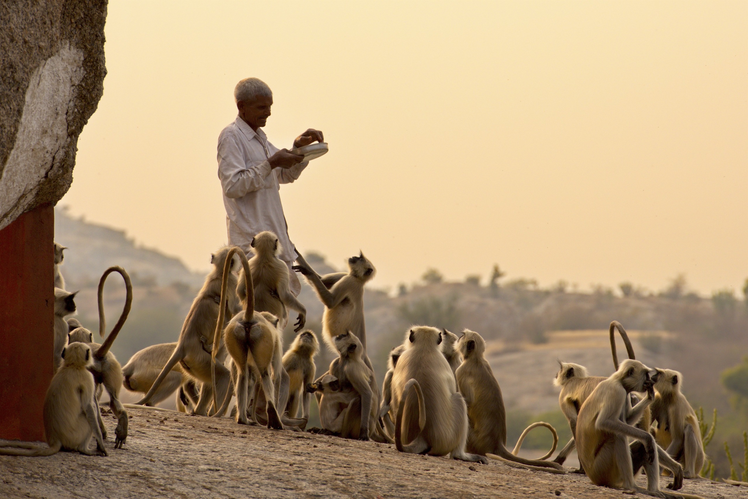 A man in a white shirt and pants feeds a large group of monkeys on a rocky surface under a warm, golden sky. As the monkeys gather around him, with some reaching out, the silhouette of a distant leopard graces the hilly terrain in the background.