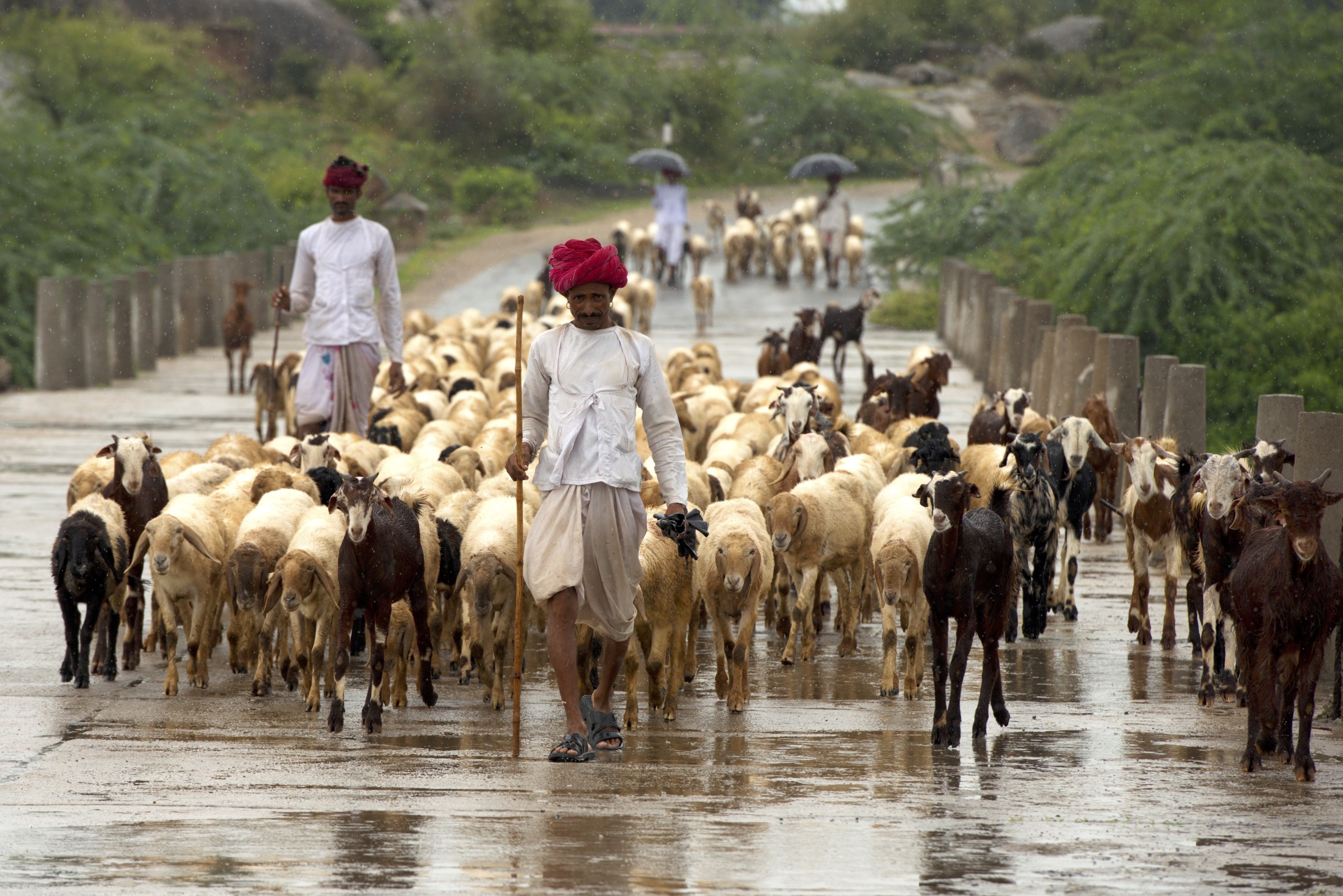 Two shepherds in traditional attire, with red turbans, guide a flock of sheep and goats along a wet rural road. One holds an umbrella, while the lush green foliage lining the path conceals the distant gaze of a lurking leopard.