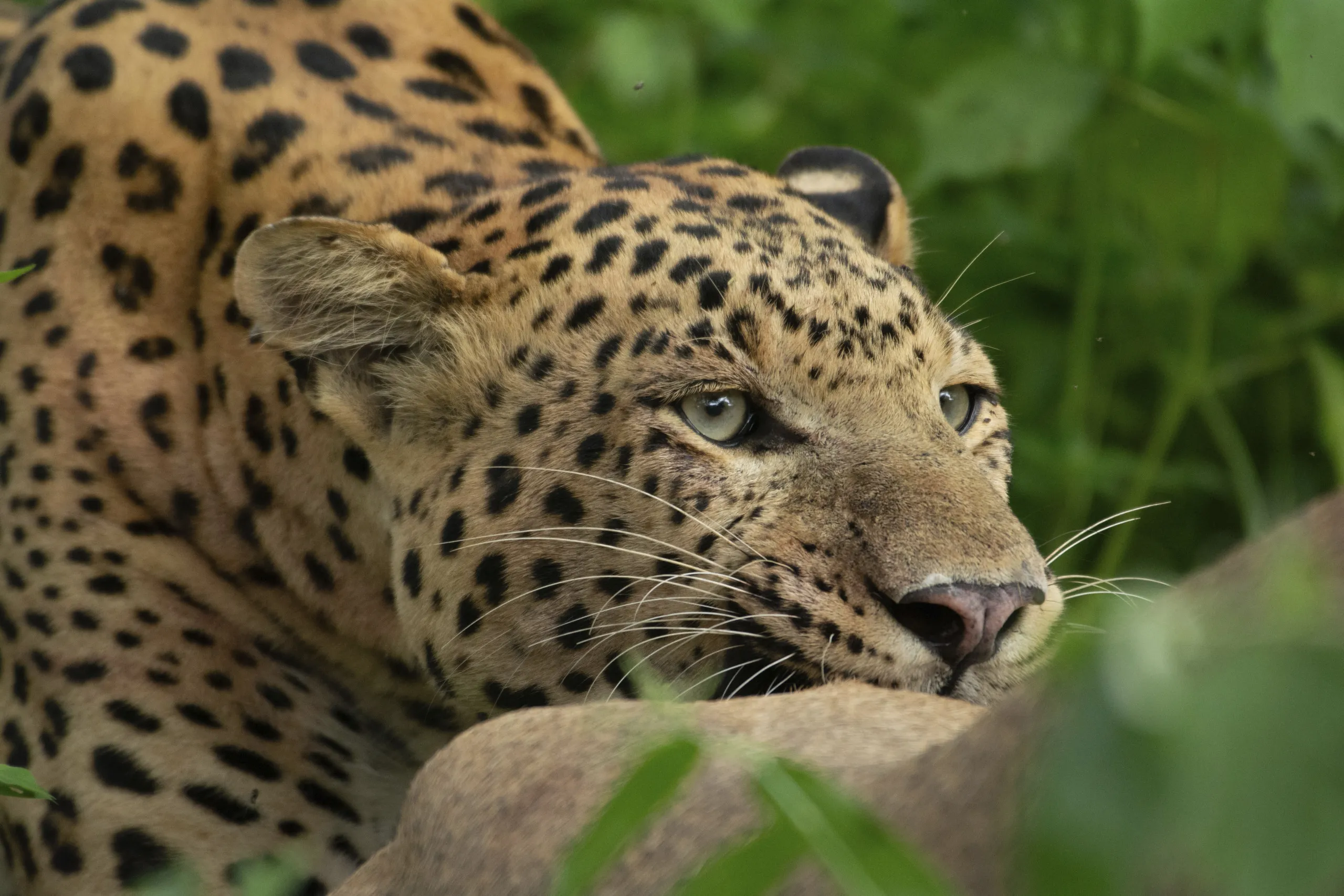 A close-up of a majestic leopard lounging amidst lush green foliage. Its piercing eyes are focused, and its coat, adorned with distinctive dark spots, is beautifully contrasted against the verdant backdrop.