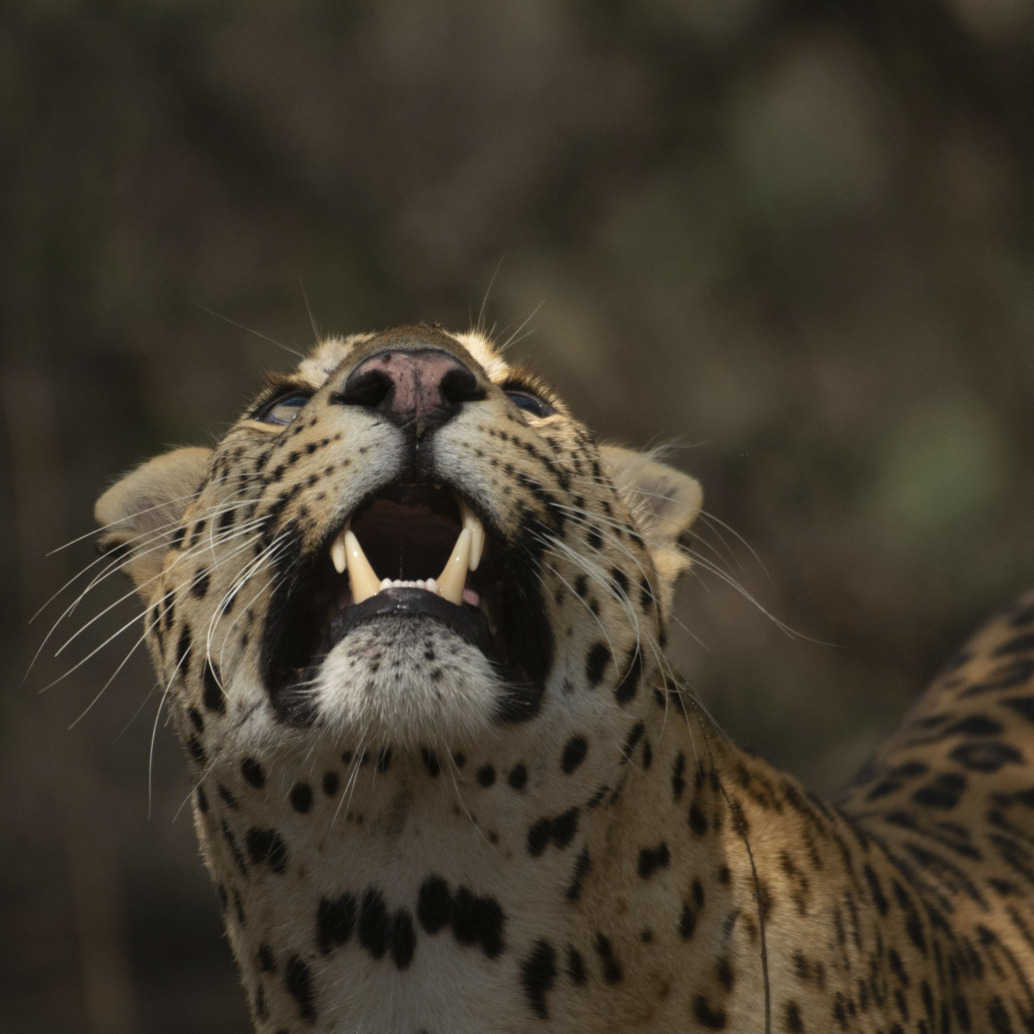 A close-up of a fierce leopard with its mouth open, displaying sharp teeth. Its piercing eyes are focused upwards, and its beautifully spotted coat stands out against the dark, blurred background.