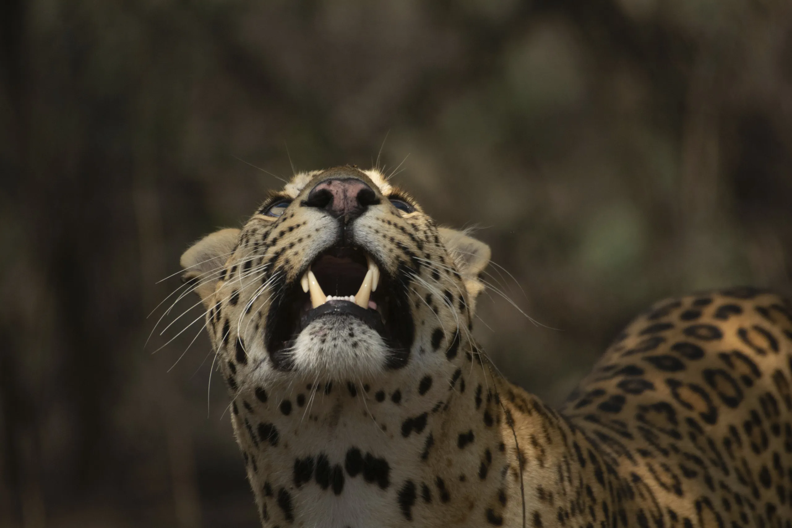 A close-up of a fierce leopard with its mouth open, displaying sharp teeth. Its piercing eyes are focused upwards, and its beautifully spotted coat stands out against the dark, blurred background.