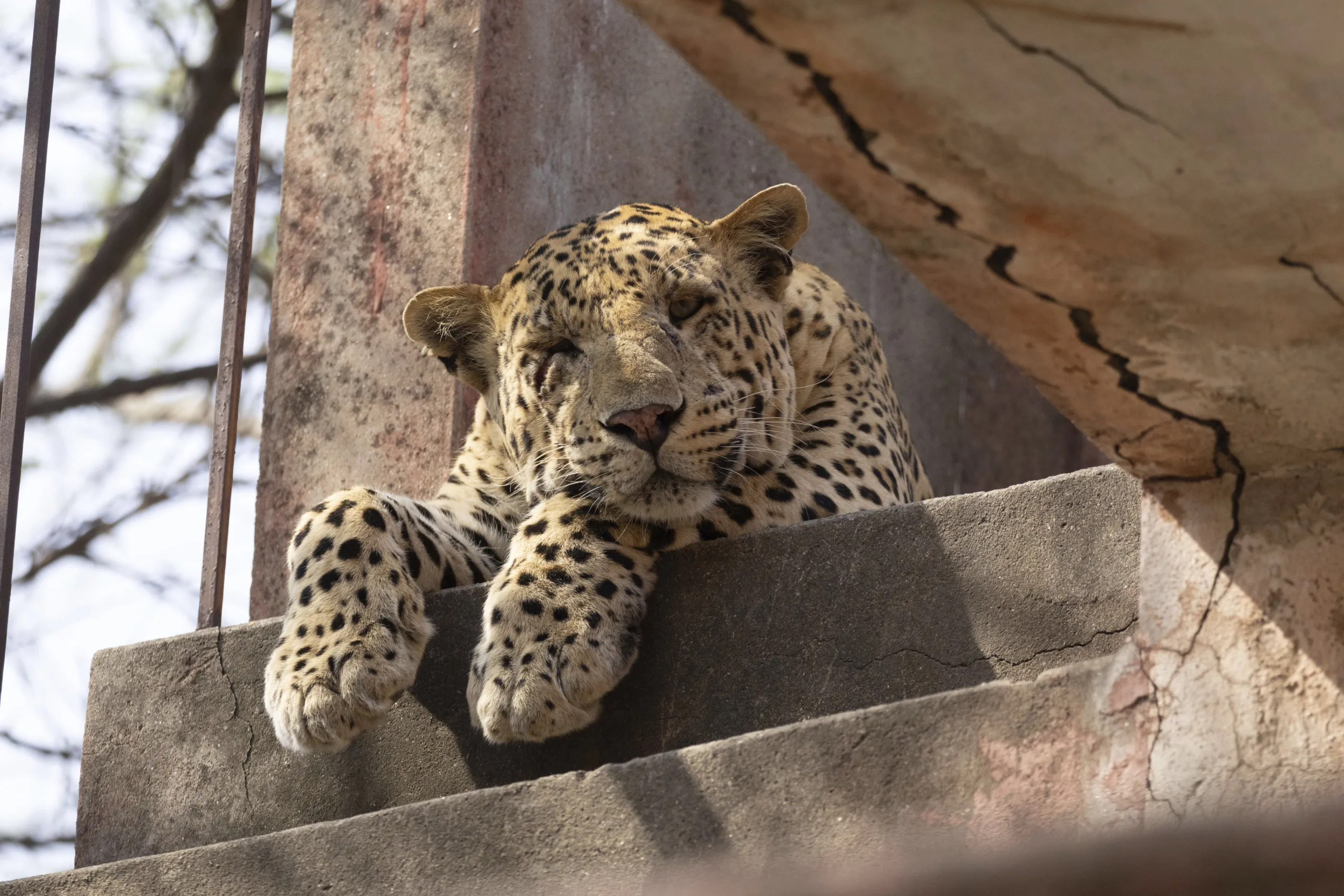 A solitary leopard rests on the worn concrete steps, its front paws stretched out languidly. The backdrop features a wall etched with cracks and a hint of lush foliage. This majestic creature seems at ease, casting a tranquil gaze downward.