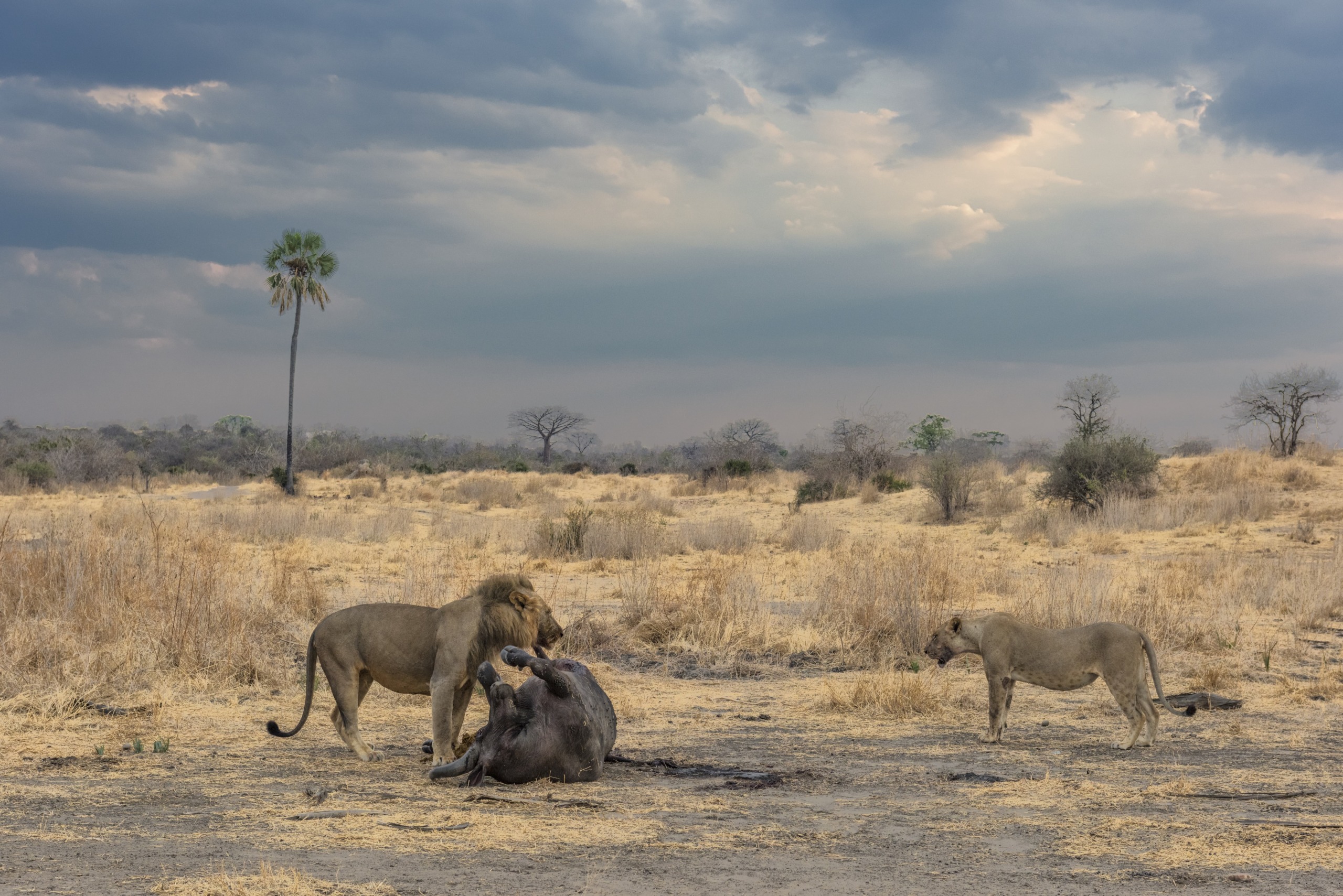 A savannah scene under a cloudy sky reveals two lions engaging with a fallen buffalo. Sparse grass and a lone tree punctuate the background, epitomizing the wild, natural environment.