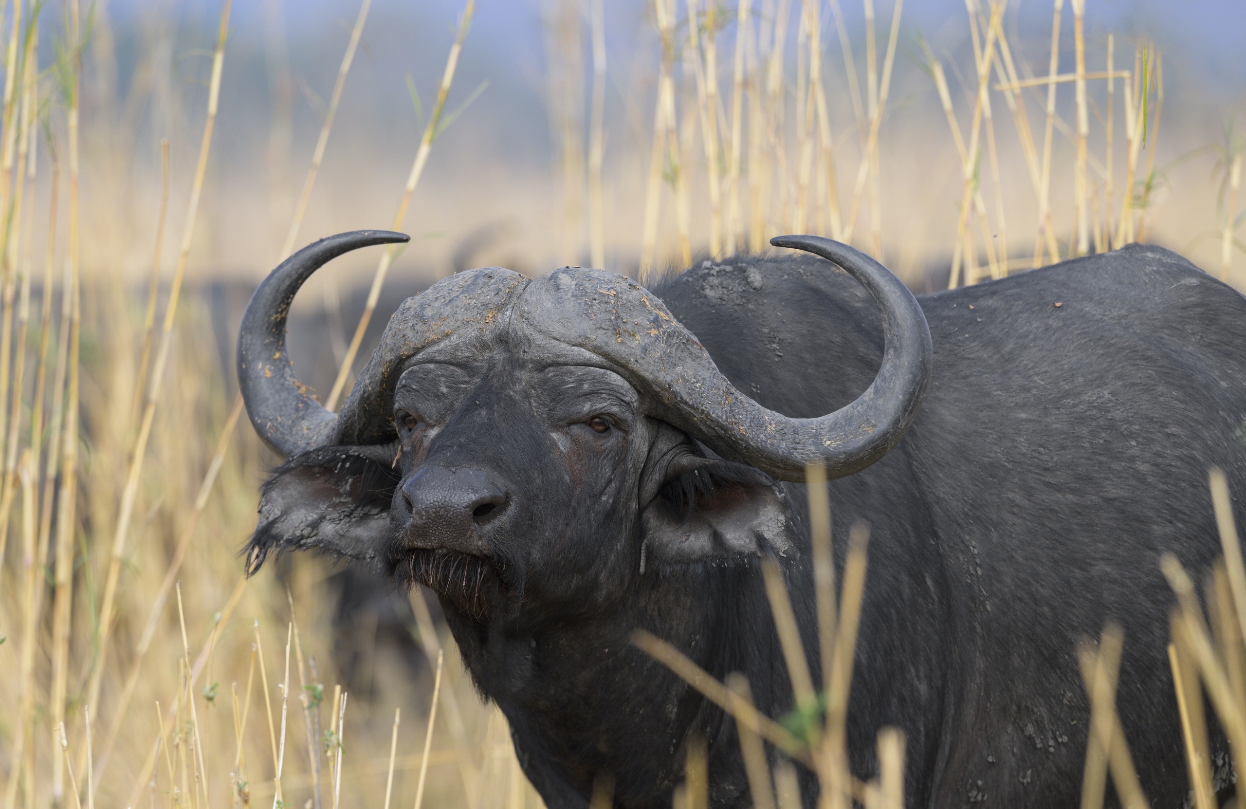 A large African buffalo with curved horns stands amidst tall, dry grass, its dark, textured fur contrasting with the light brown stalks. Nearby, a lion lurks in the blurry background under a clear blue sky.