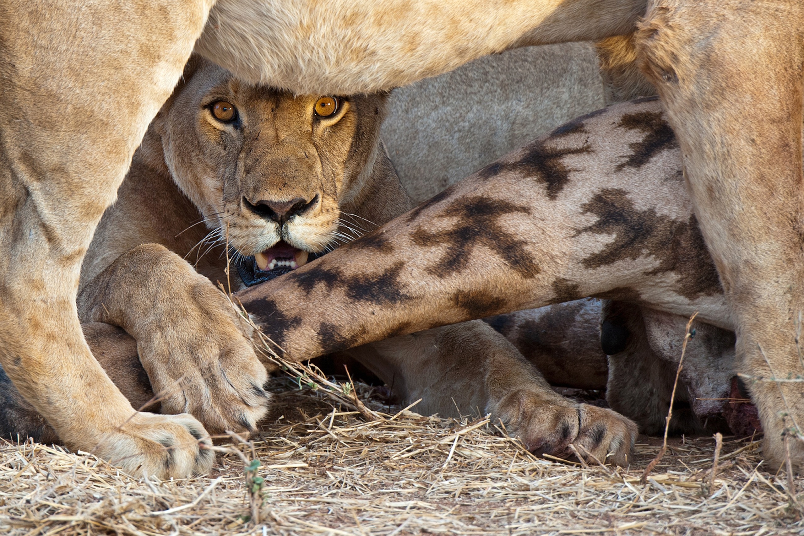 A lioness crouches fiercely under another lion, resolutely guarding the zebra carcass with her paw. Her intense gaze and the tension in the scene underscore the rawness of nature. The dry grass-covered ground enhances this wild setting.