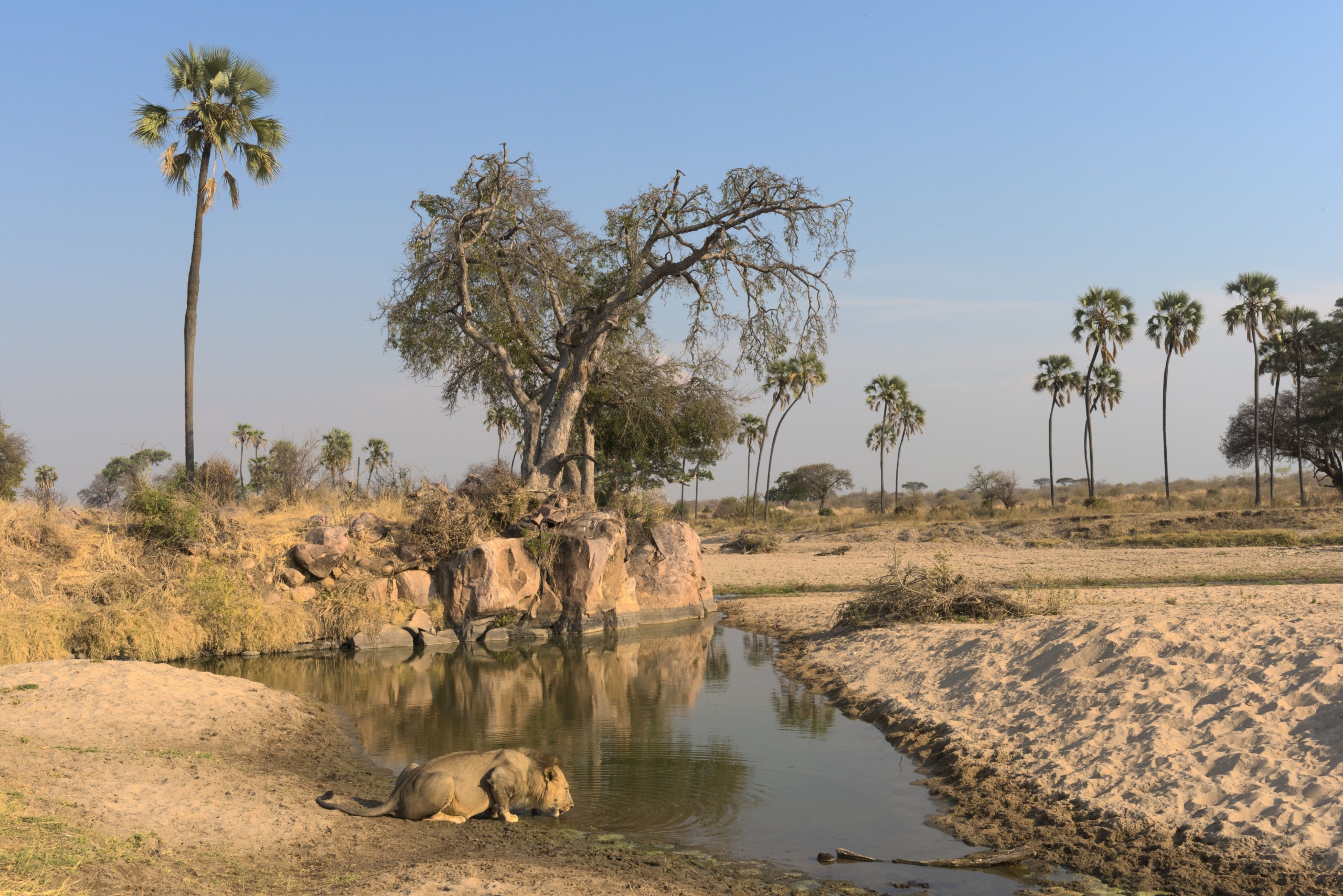 A lion, majestic and powerful, drinks from a small waterhole in the savannah landscape, surrounded by dry grass and sparse palm trees under a clear blue sky. Nearby, a gnarled tree stands by the water's edge.