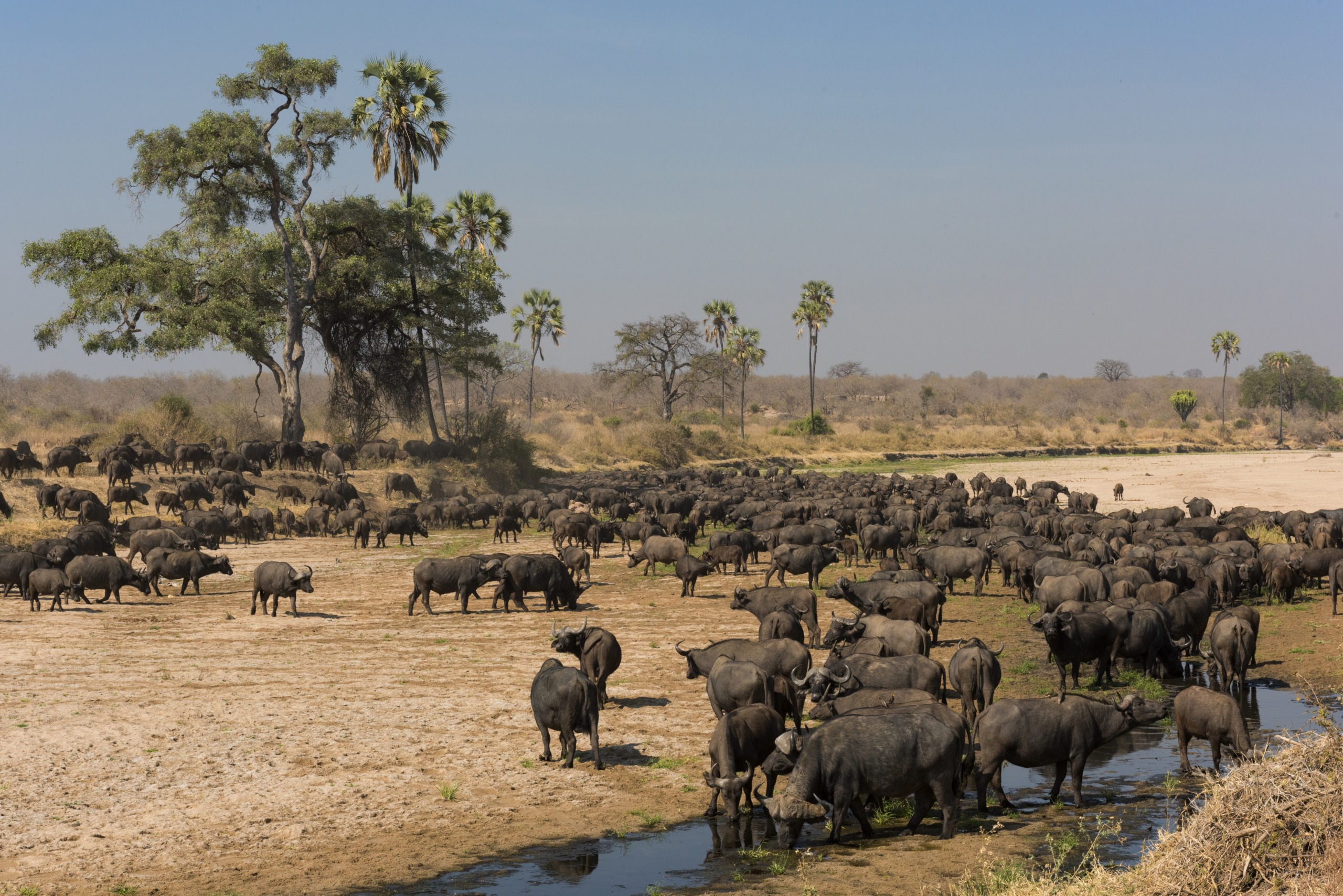 A large herd of buffaloes gathers near a watering hole in a vast, arid landscape. Sparse trees and palm trees rise in the background under a clear blue sky, hinting at a savanna where lions might lurk nearby.