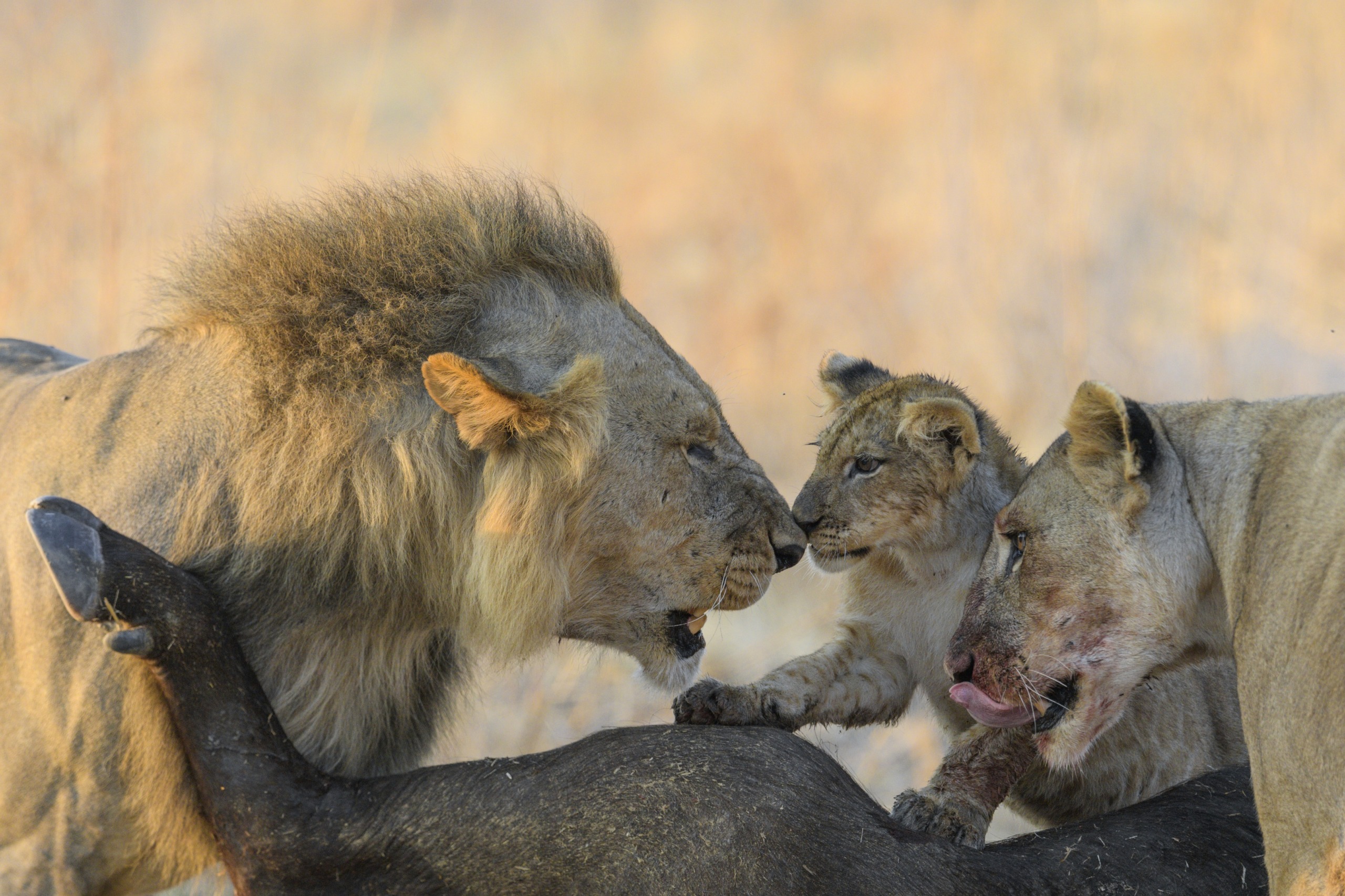 A majestic male lion, a focused lioness, and a curious cub gather around a partially visible buffalo carcass in the dry grass. The lioness licks her lips while the cub looks inquisitively at the proud lion.