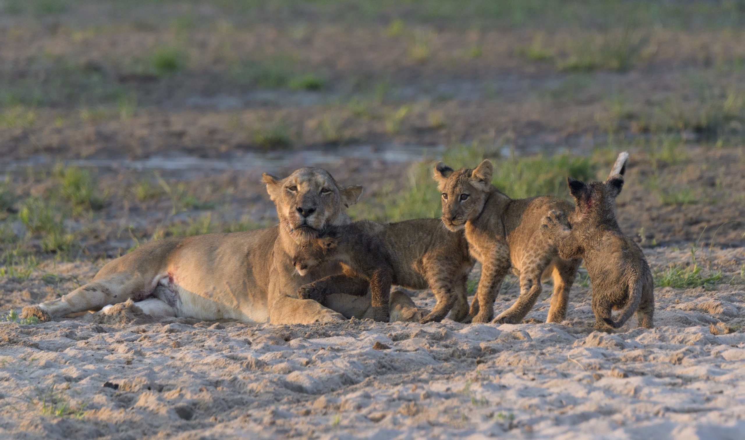 A lioness is resting on the sandy ground with her three playful lion cubs around her in a grassy area. One lion cub is cuddling up to her, while the other two stand nearby on the sand. The scene is calm and natural.