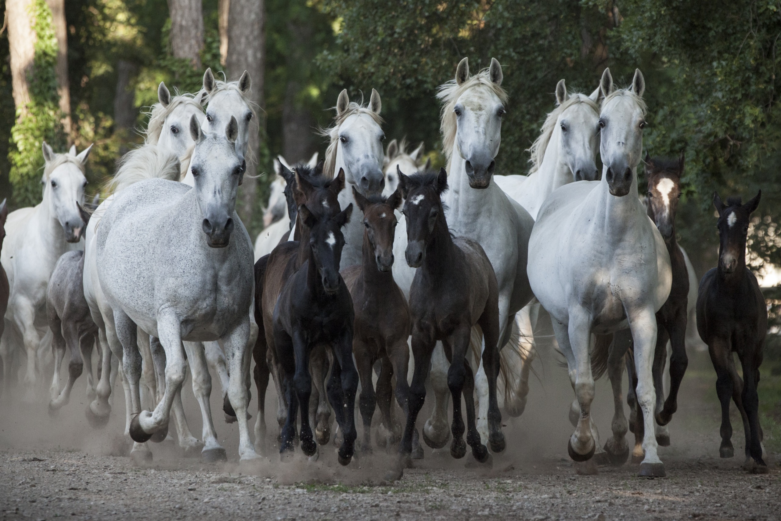 A group of white and dark brown horses, reminiscent of White Beauty, gallops together on a dirt path surrounded by trees. Dust rises from their hooves as they run energetically in a coordinated herd.