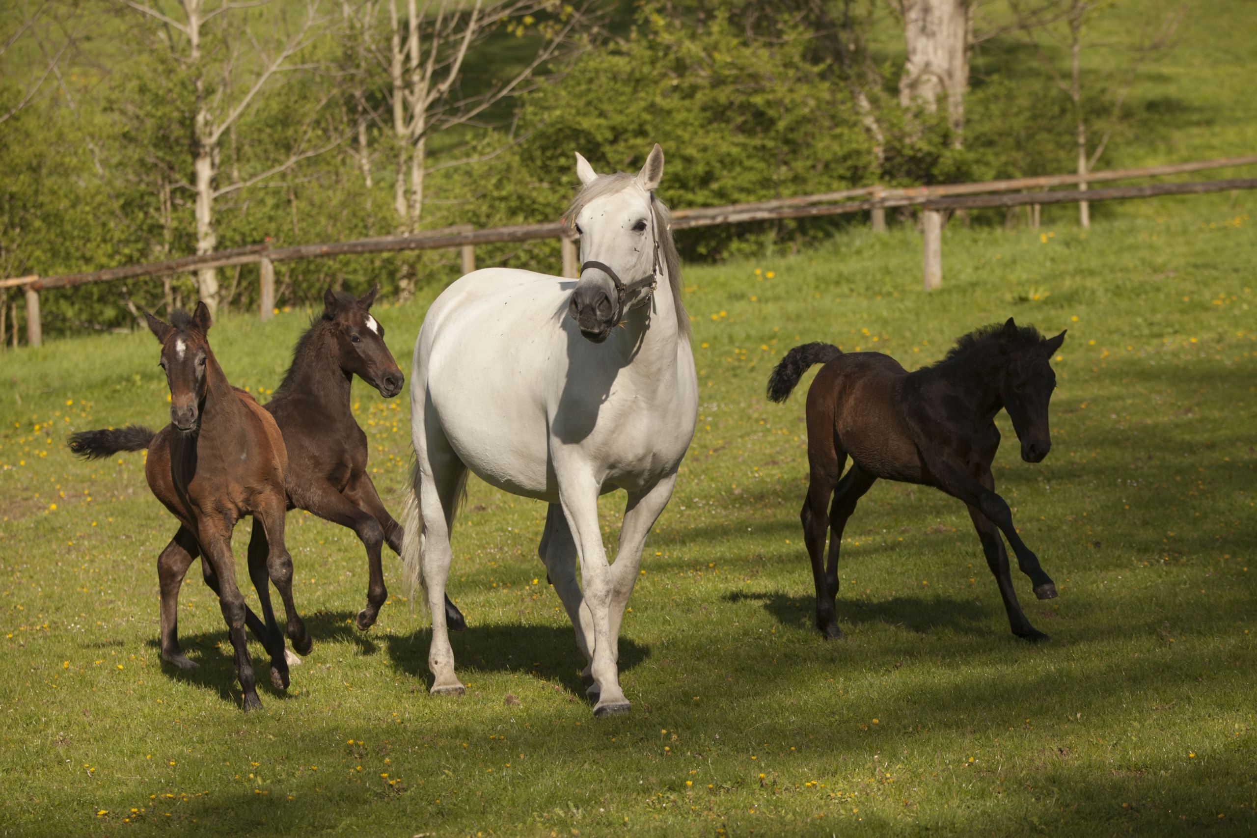 White Beauty, a stunning mare, trots gracefully through a grassy field, her elegance unmatched. Accompanied by three playful, dark-colored foals, their joyful antics bring life to the serene background of trees and a wooden fence under clear skies.