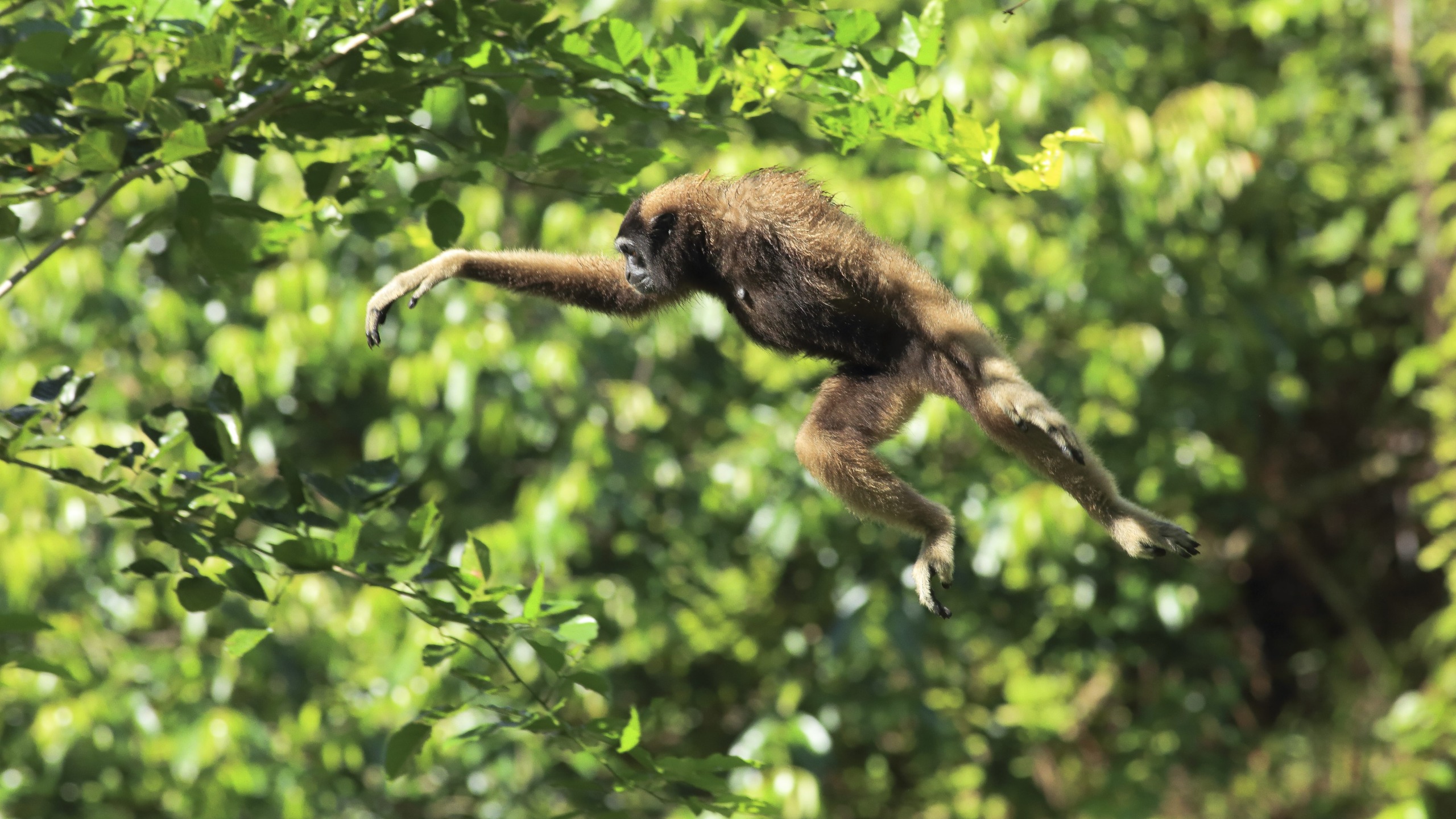 A gibbon with brown fur swings energetically through lush, green foliage in a lively display of loco-motion. Its long arms are outstretched as it moves gracefully from branch to branch, surrounded by vibrant leaves, creating a picture of freedom and agility.