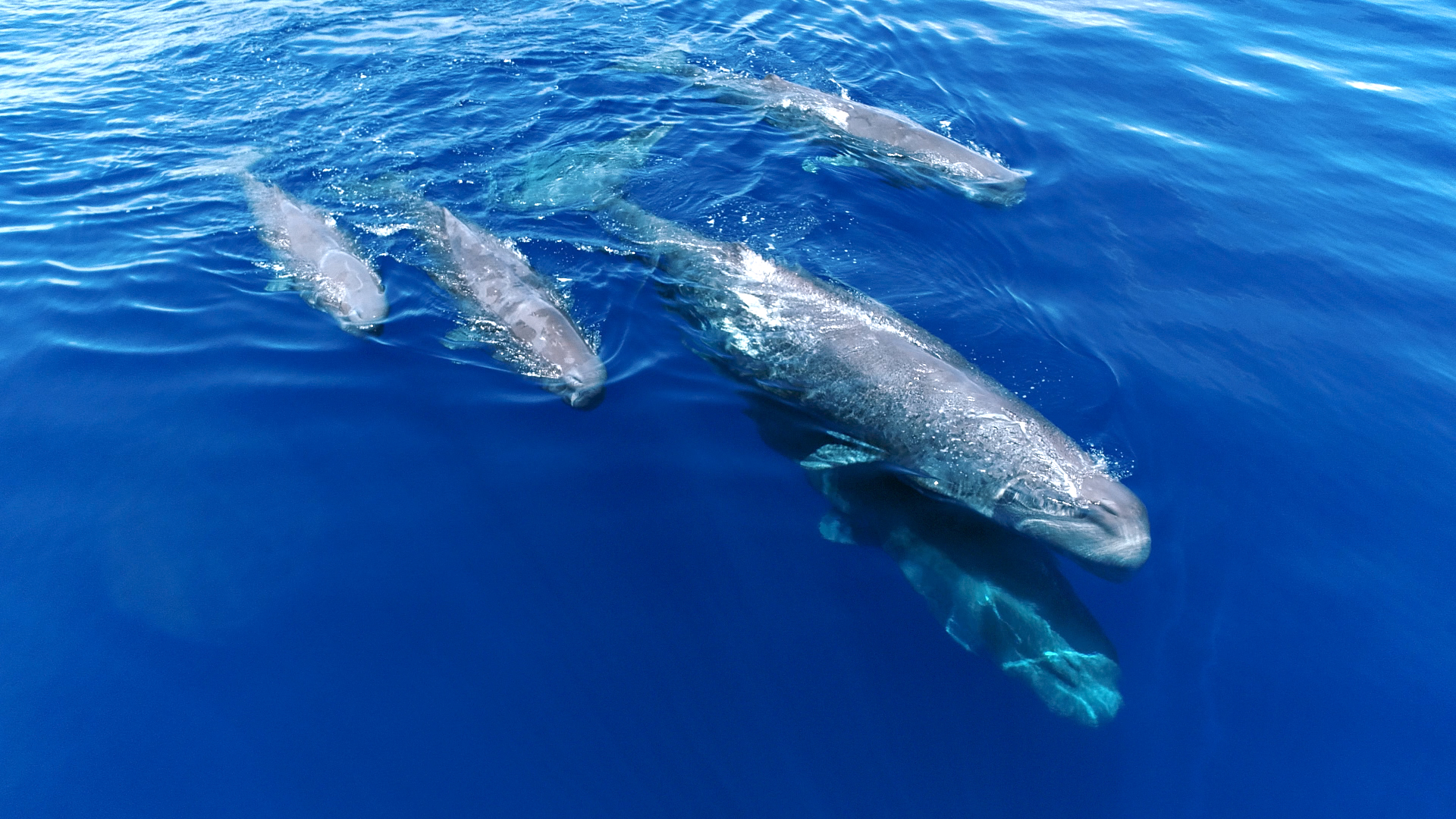 Aerial view of a pod of four dolphins swimming in clear, deep blue water. The dolphins glide through the sea in perfect loco-motion, creating gentle ripples on the surface. Sunlight reflections highlight their sleek bodies, capturing a stunning picture of fluid grace.