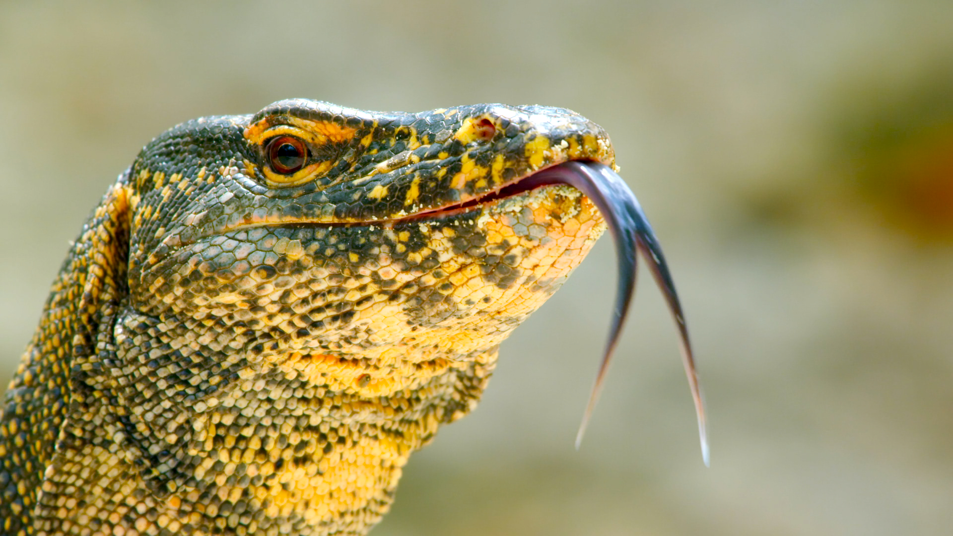 A close-up of a monitor lizard with textured, scaly skin; its forked tongue extended and an alert expression evoke the drama of a motion picture. The blurred background accentuates the intricate patterns and colors of this cinematic creature.