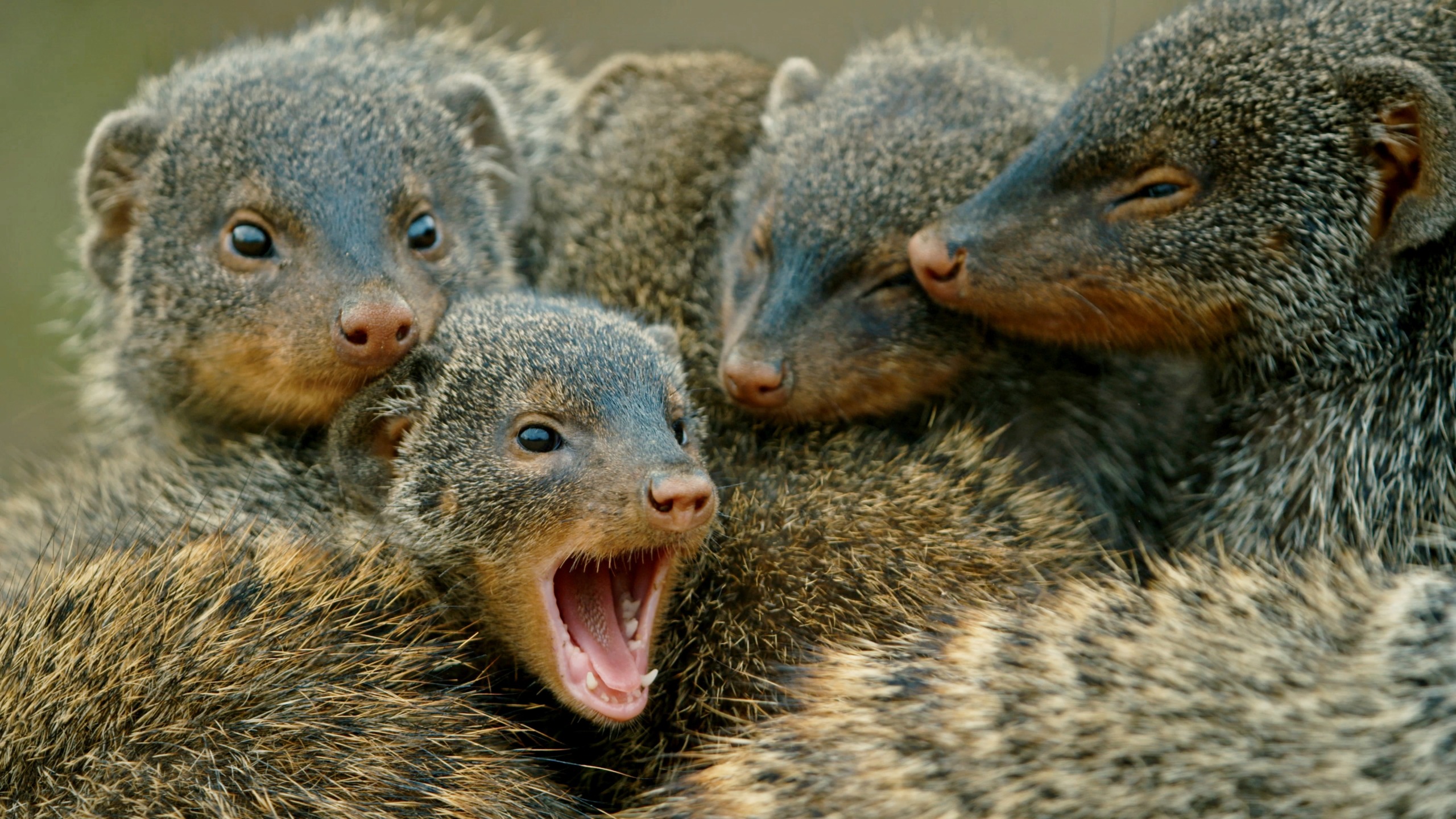 A group of banded mongooses huddle closely together, showcasing one of nature's strangest relationships. One mongoose in the middle has its mouth open, perhaps calling or yawning, while the others appear relaxed, snuggled closely for warmth and companionship.