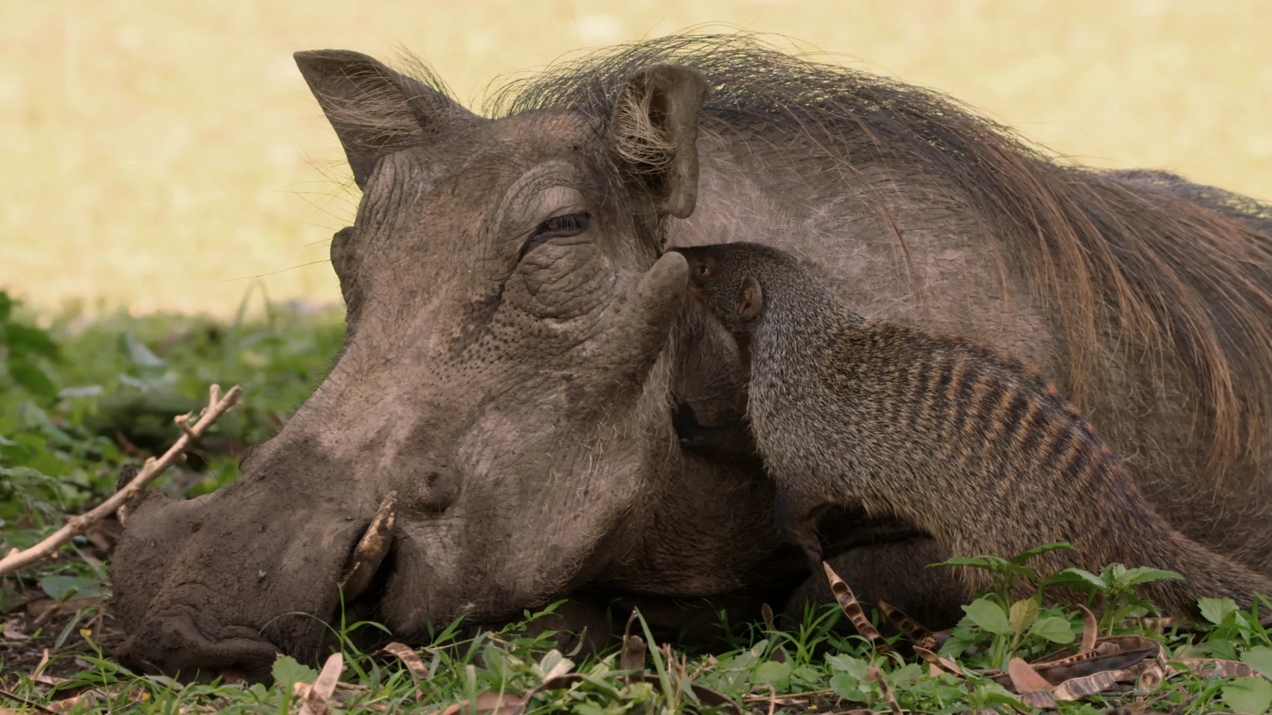 A warthog is lying on the grass with its eyes closed while a mongoose leans against its head, embodying one of nature's strangest relationships. The background is a blur of greenery.