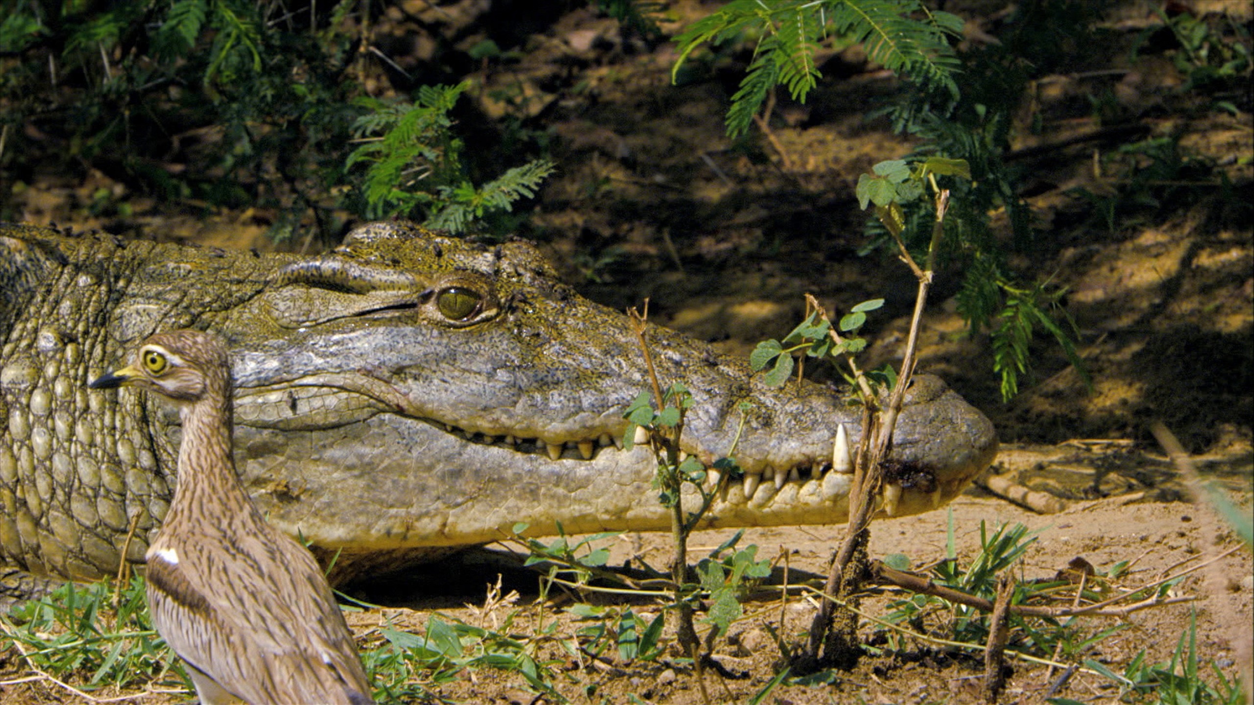 A crocodile lies on the ground with its mouth slightly open, blending into the earthy background. In a mad match of nature's strangest relationships, a brown and white bird stands alert in the foreground, with green foliage scattered around.