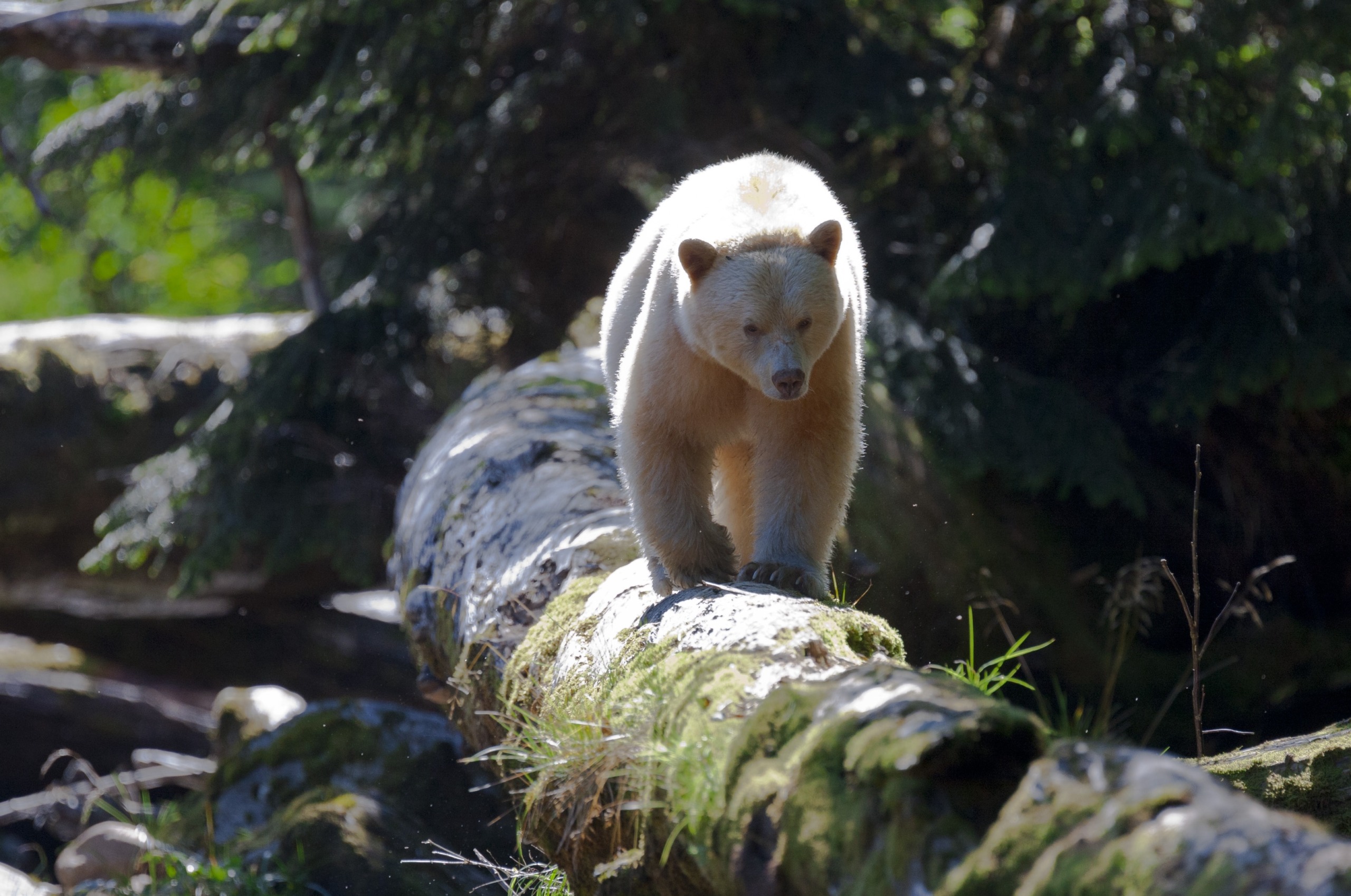 A rare spirit bear, with pale fur, walks along a moss-covered log in a sunlit forest. Sunlight filters through the trees, casting a spell of nature that illuminates the bear in this serene, magical moment.