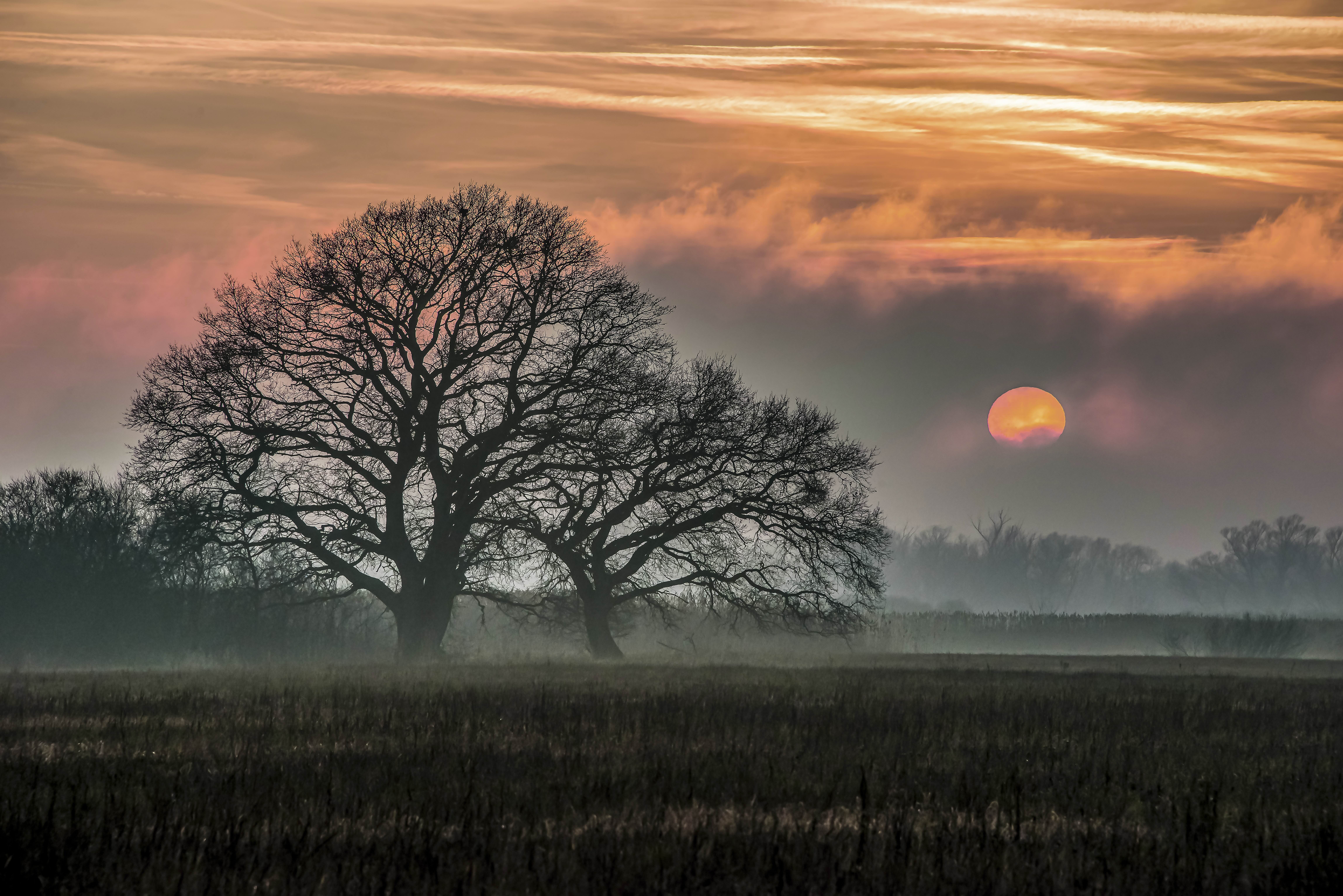 A large, leafless tree stands in a misty Morava field at sunset. The sun is partially obscured by clouds, casting an orange and pink glow across the sky, creating a serene and tranquil atmosphere.