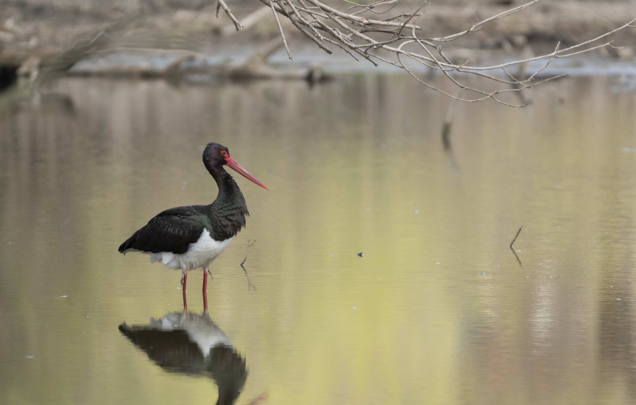 A black stork with a red beak and legs stands gracefully in the shallow waters of the Morava. Its reflection shimmers on the tranquil surface, while bare branches overhead frame the scene against a blurred backdrop of soft greens and yellows.