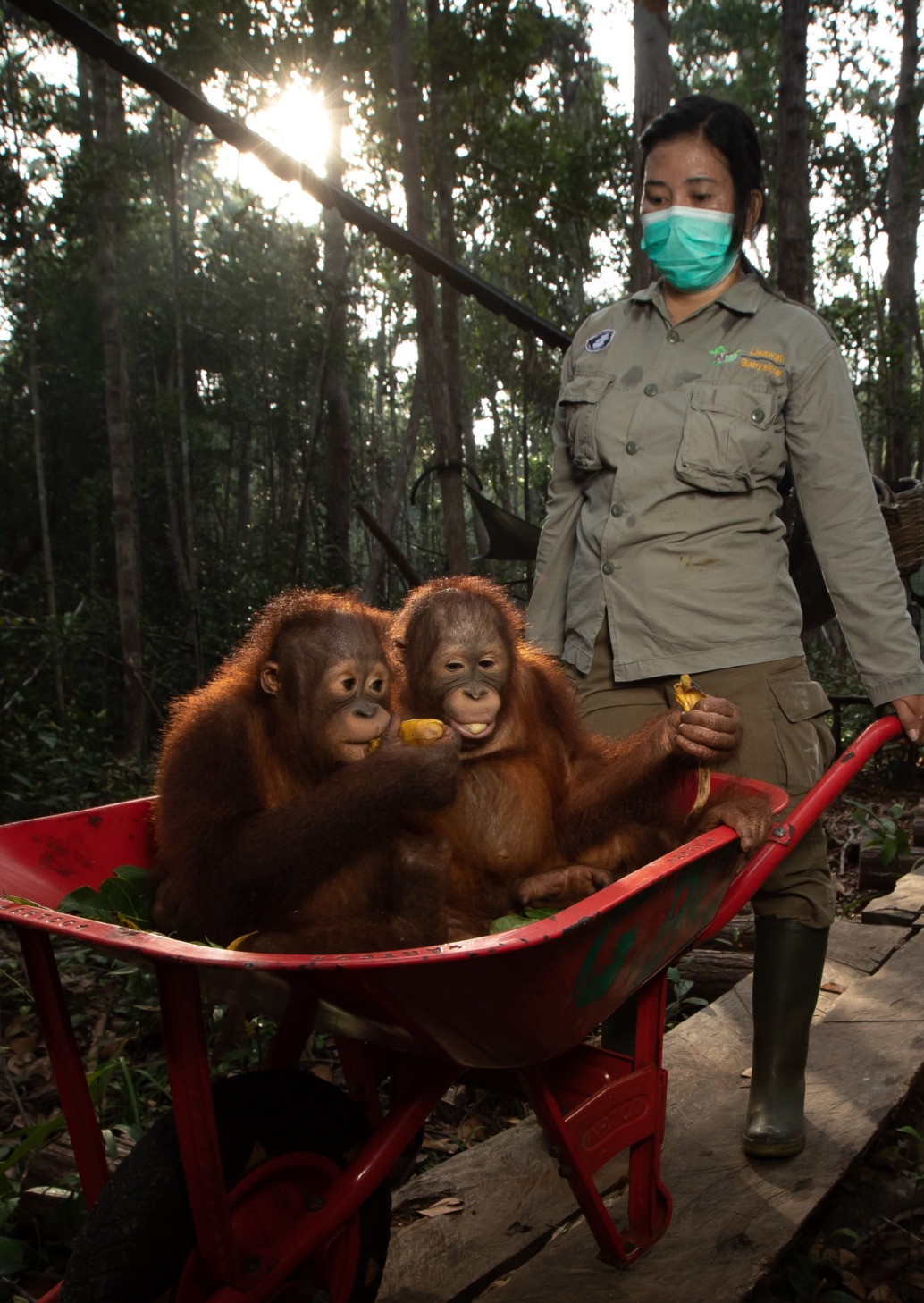 A person in a mask is pushing a red wheelbarrow with two young orangutans inside, cradling fruit. In this sun-dappled forest, Nature's Return is evident as the green-shirted and boot-clad caretaker guides them through the trees' embrace.