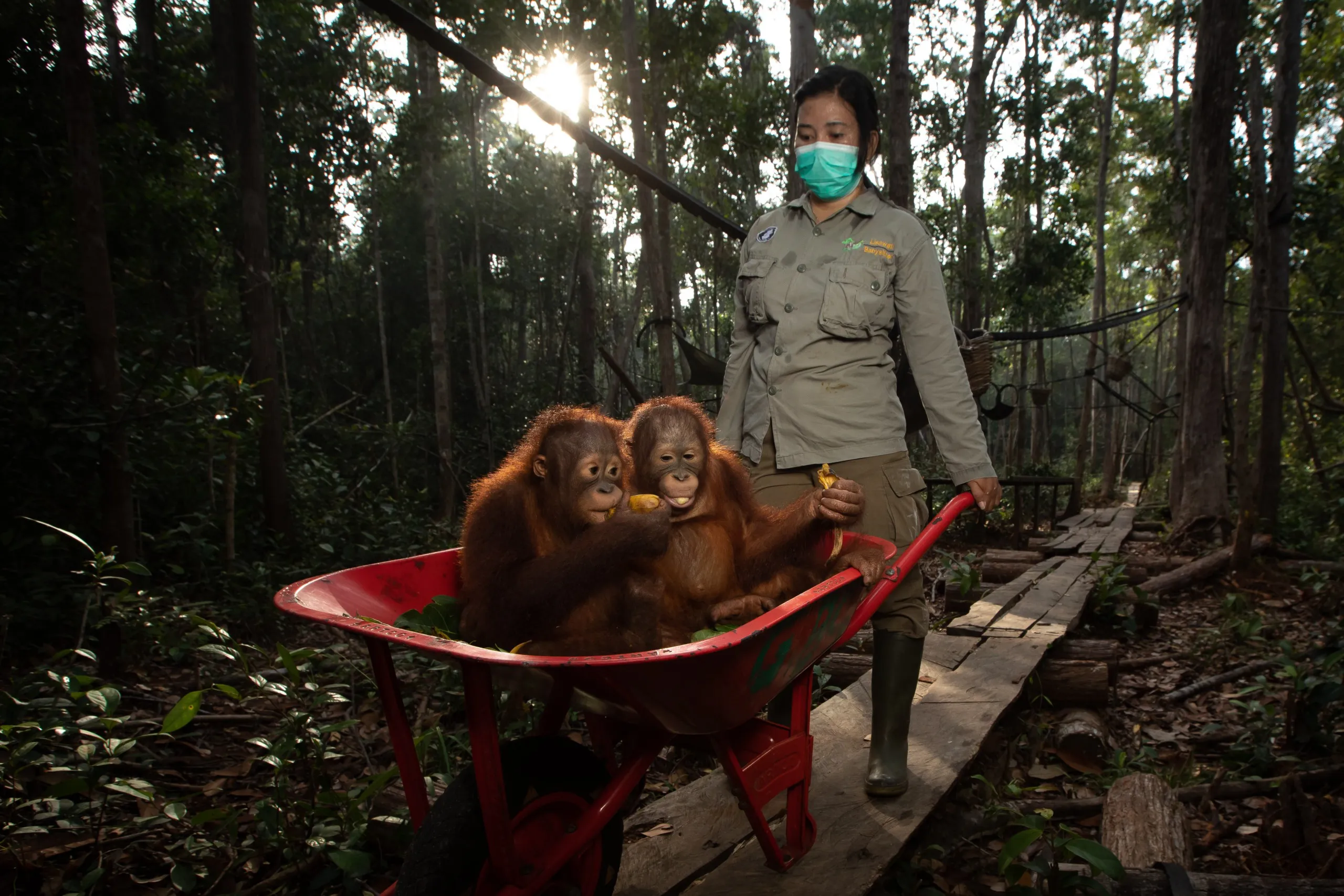 A person in a mask is pushing a red wheelbarrow with two young orangutans inside, cradling fruit. In this sun-dappled forest, Nature's Return is evident as the green-shirted and boot-clad caretaker guides them through the trees' embrace.