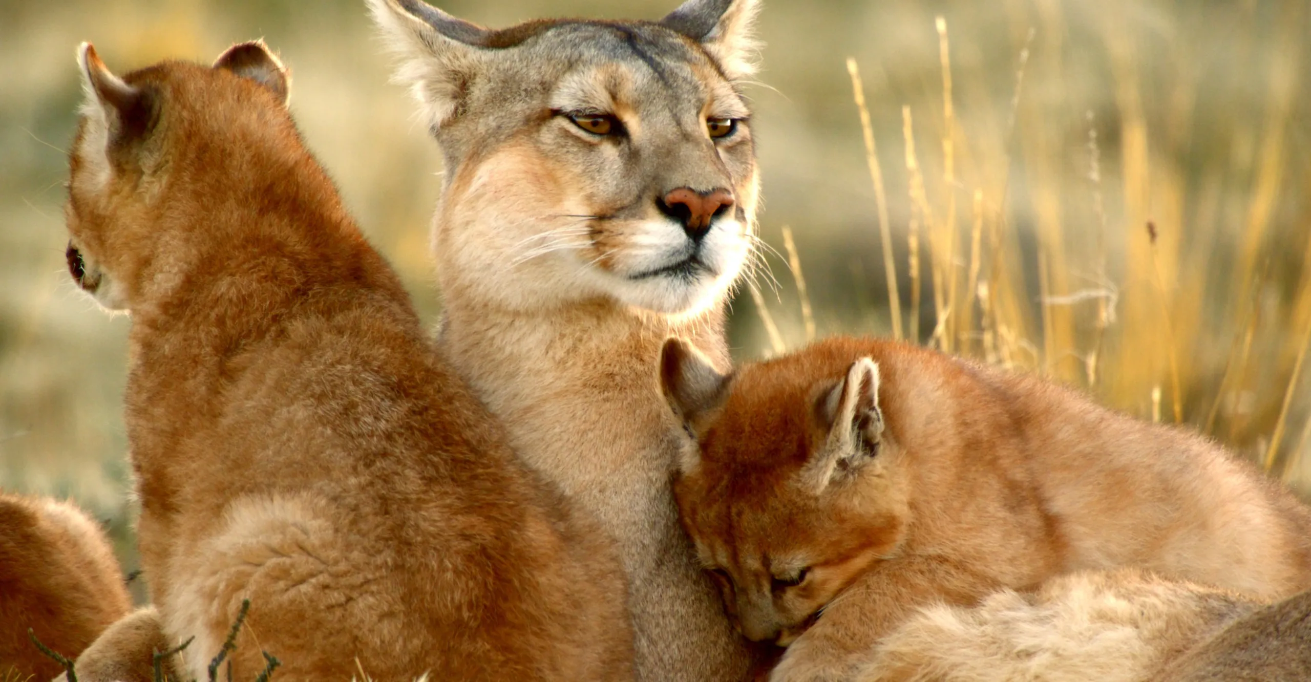 In Nature's serene embrace, a mother cougar sits in a grassy field with her two cubs. One cub snuggles against her, resting its head on her chest, while the other gazes into the distance. The scene is calm and warm, bathed in soft golden lighting.