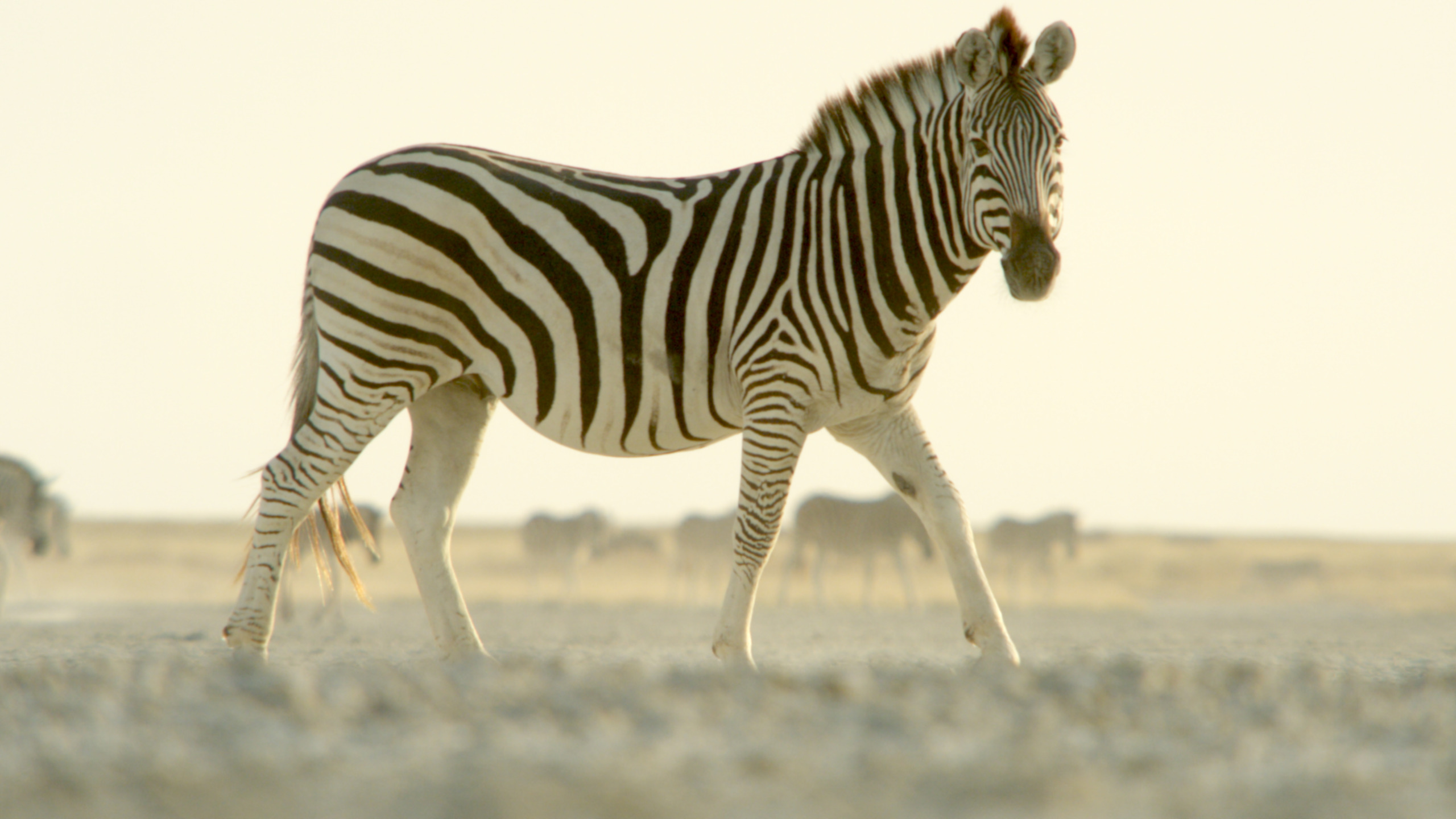 A zebra walks gracefully across a sunlit, dusty plain, embodying Nature's return to tranquility, with a herd grazing in the blurred background. The scene captures the serene beauty of wildlife in its natural habitat.