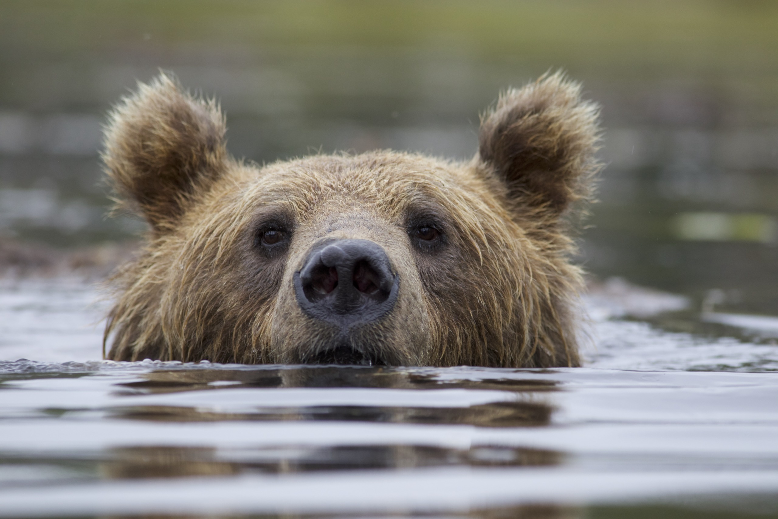 A brown bear swims in calm water, its head partially submerged. With ears perked up and eyes and nose just above the surface, it becomes a part of nature's network. The background is a softly blurred green, highlighting the harmonious connection between the bear and its environment.