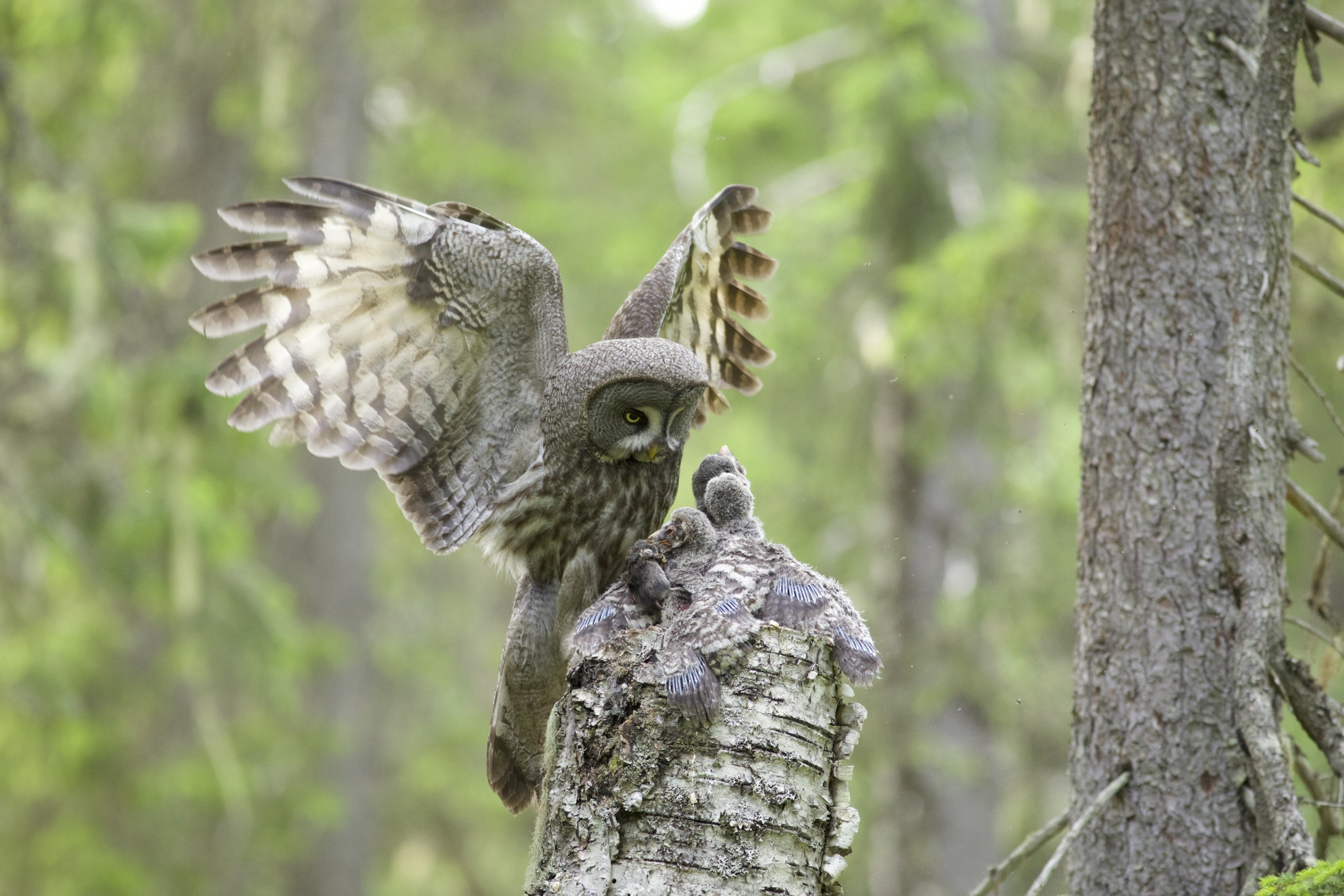 A great grey owl with wings spread wide lands on a tree stump, where three fluffy chicks eagerly await. The lush, green forest background showcases nature's networks in action, creating a serene and eco-friendly setting.