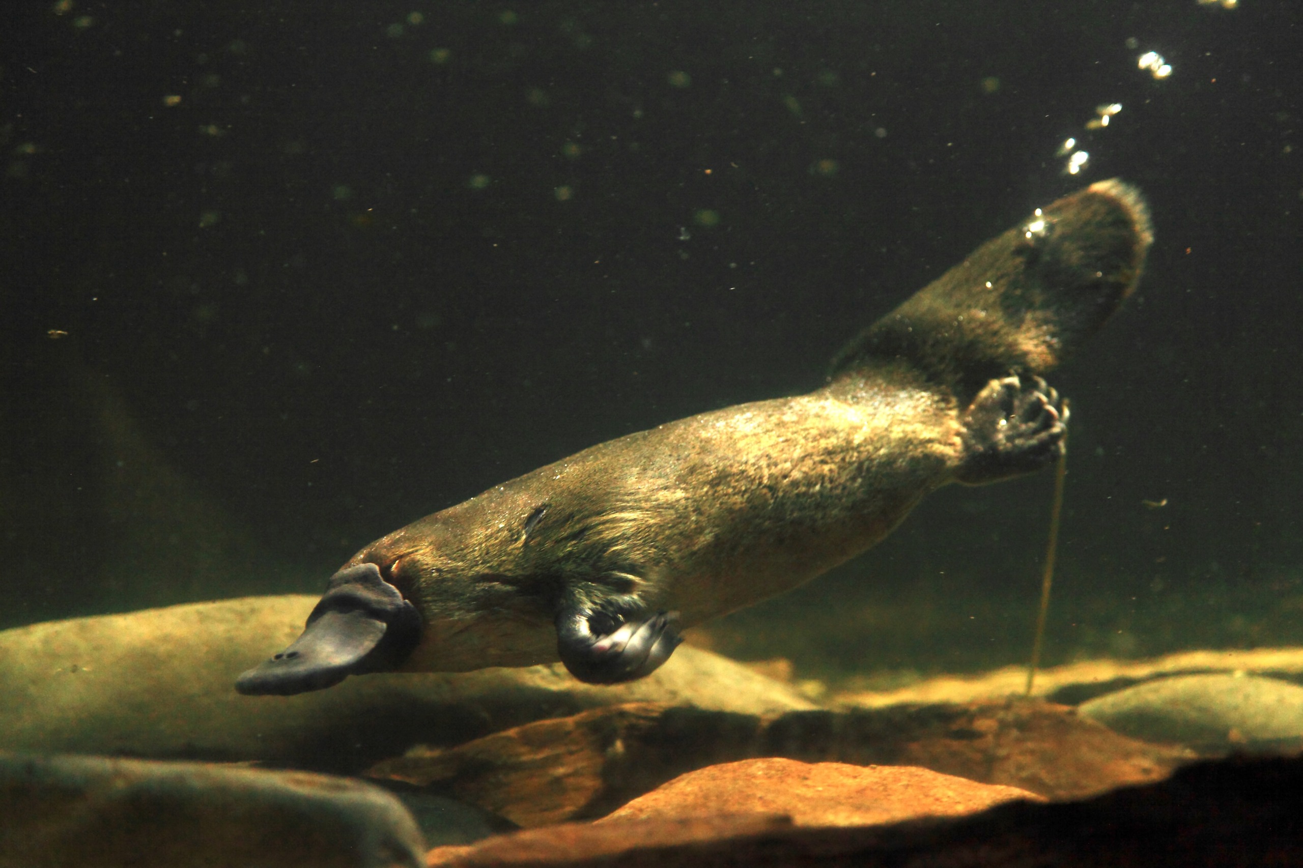 A platypus navigates nature's networks underwater near the riverbed, surrounded by rocks. Air bubbles trail from its beak, and the greenish tint of the water suggests natural light filtering through, showcasing interconnected ecosystems.