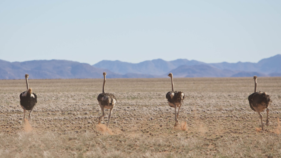 At the 2016 GreenScreen Festival, where they dazzled audiences and won the Audience Award, four ostriches sprint across a flat, grassy landscape with their backs turned. Dust trails behind their feet as distant mountains stand under a clear blue sky in the background.