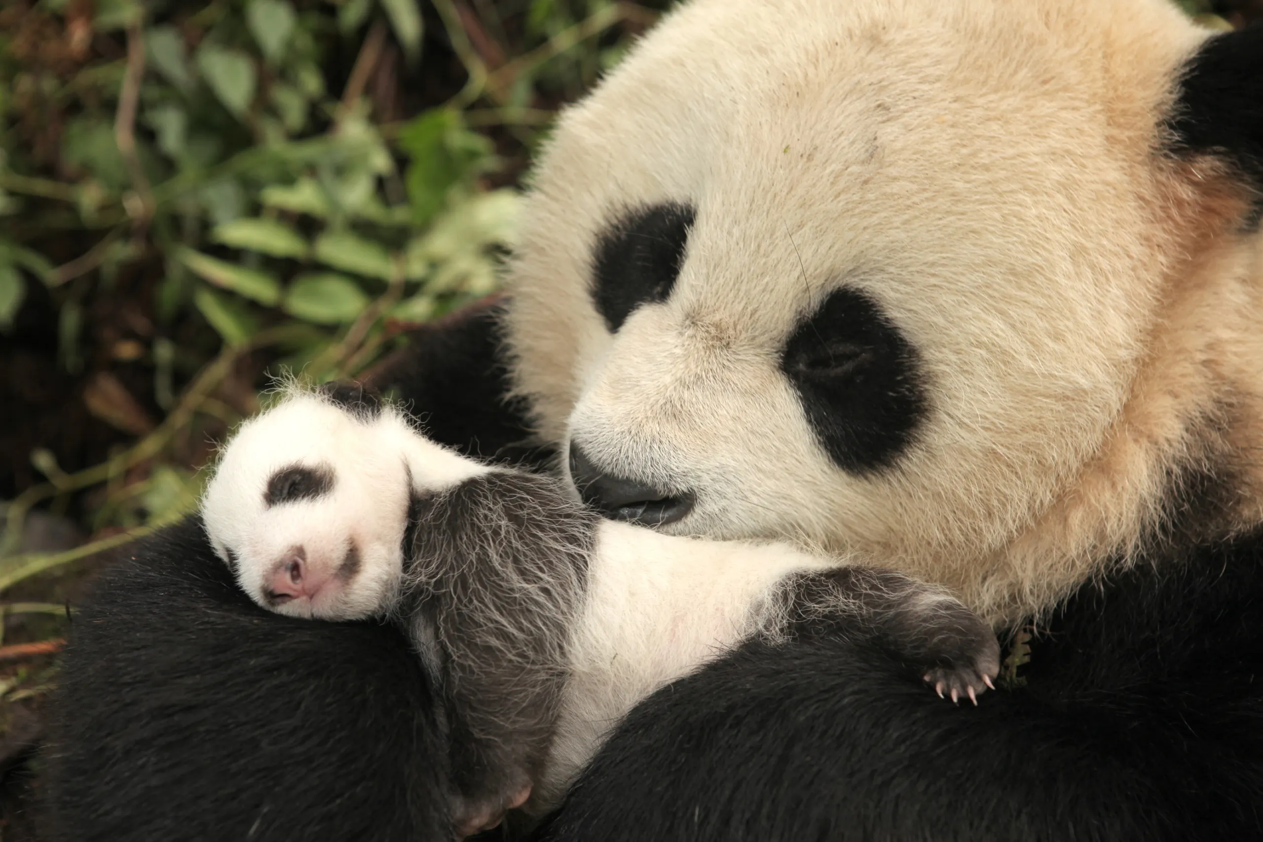 A giant panda gently cradles a sleeping cub in its arms, surrounded by lush green foliage. The adult panda looks lovingly at the tiny cub, highlighting their distinctive black and white markings, illustrating the tender bond shared within the panda family.