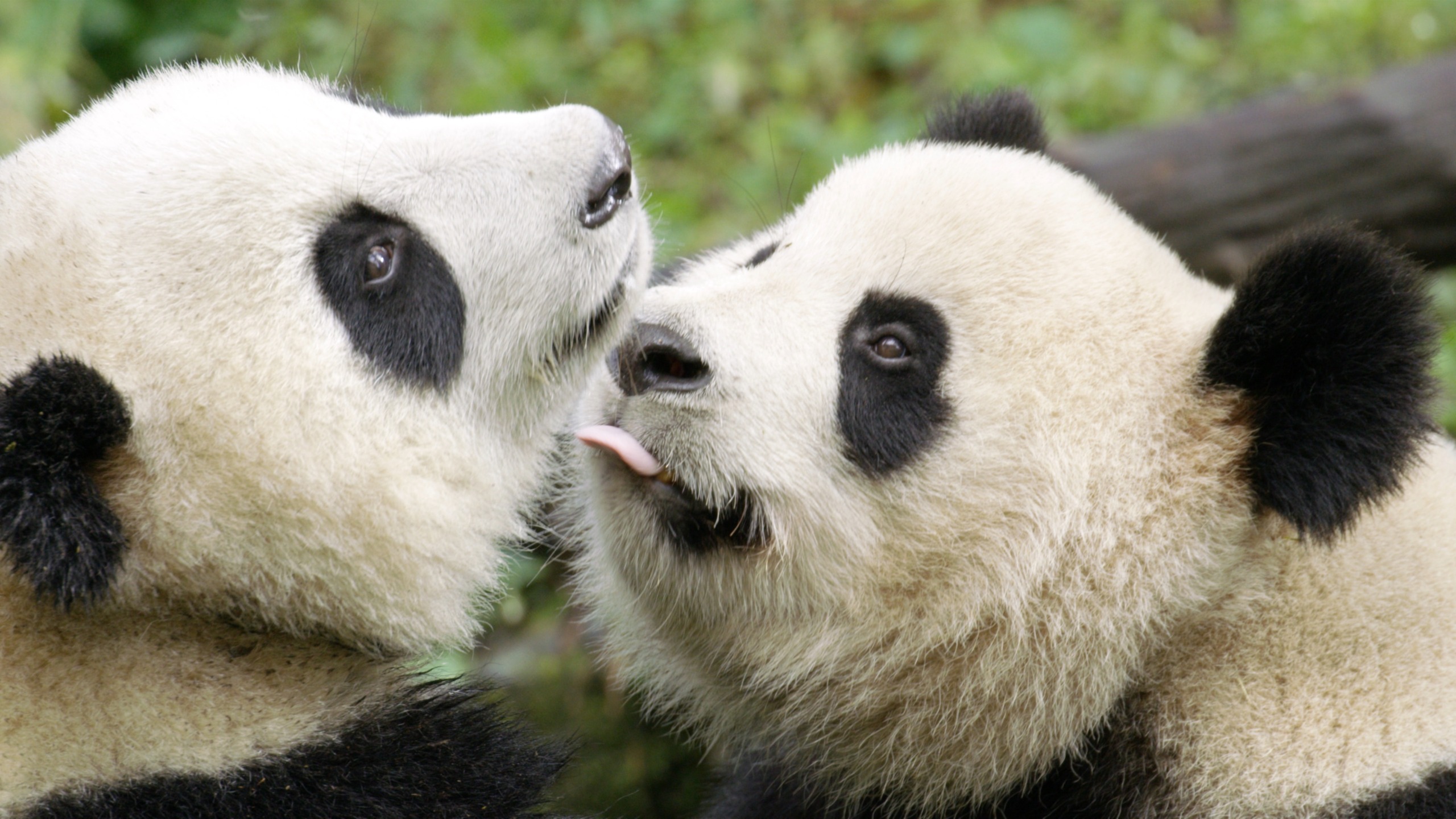 Two giant pandas facing each other, with one playfully sticking out its tongue towards the other. Their distinctive black and white fur patterns stand out against a blurred green background, capturing the adorable essence of panda charm.