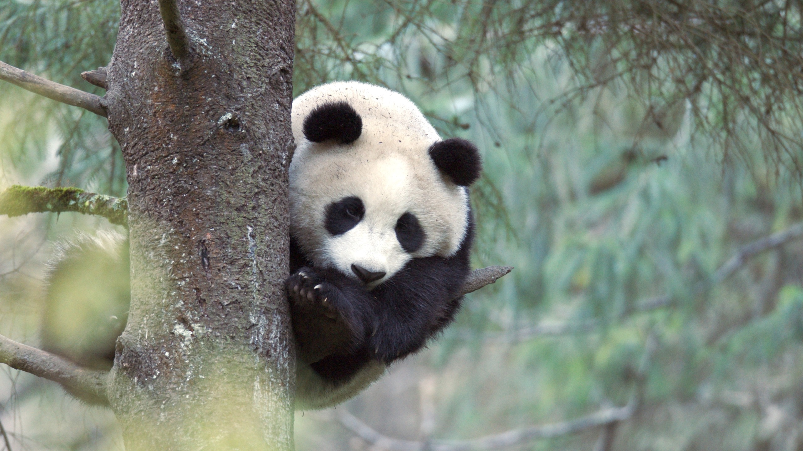 A giant panda clings to a tree trunk, peeking around curiously. Its iconic black and white fur contrasts against the lush green foliage in the background.