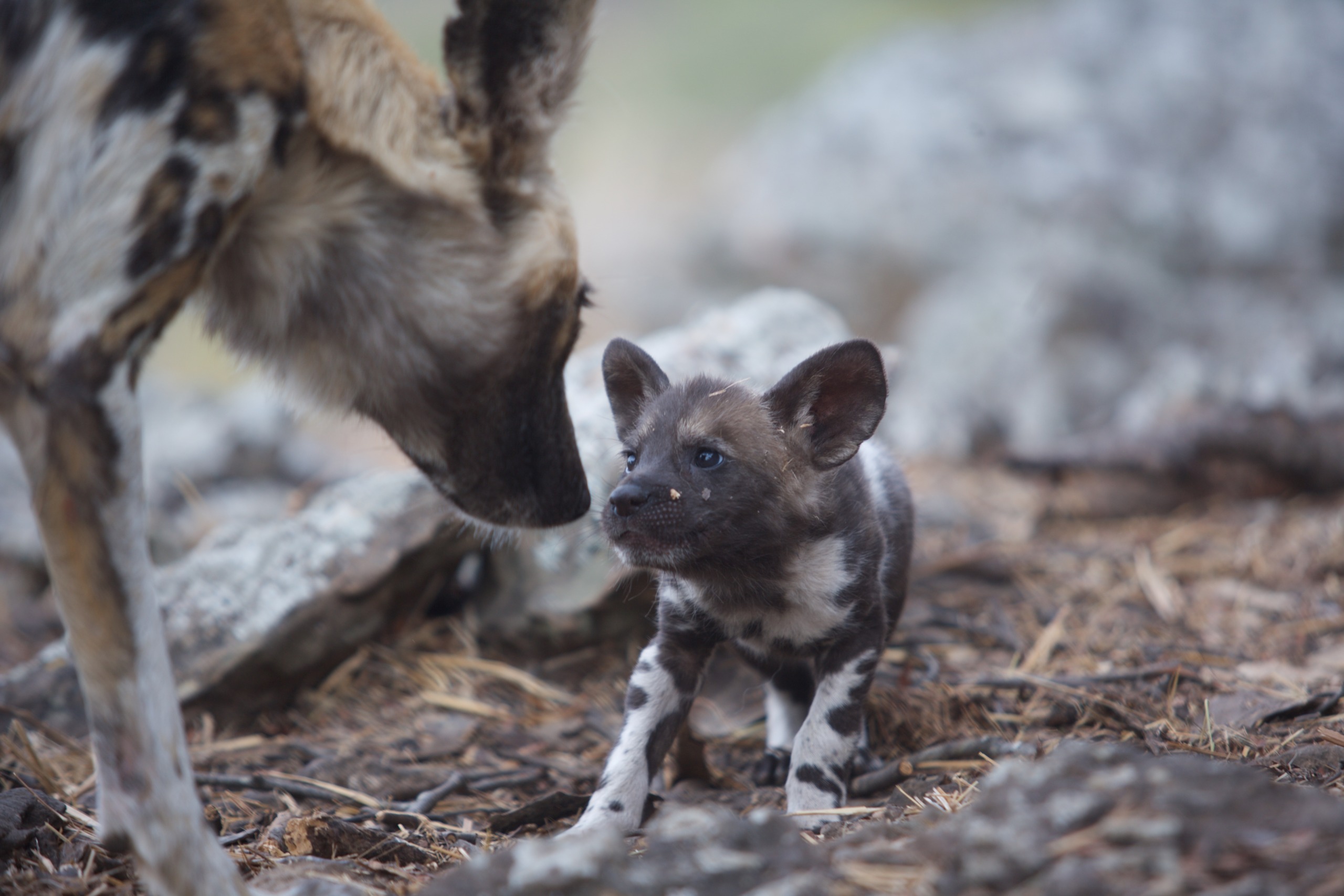 A close-up of an adult African wild dog and a puppy interacting, exemplifying perfect parenting. The adult leans down towards the small, attentive puppy. They are surrounded by rocky terrain and dry grass.