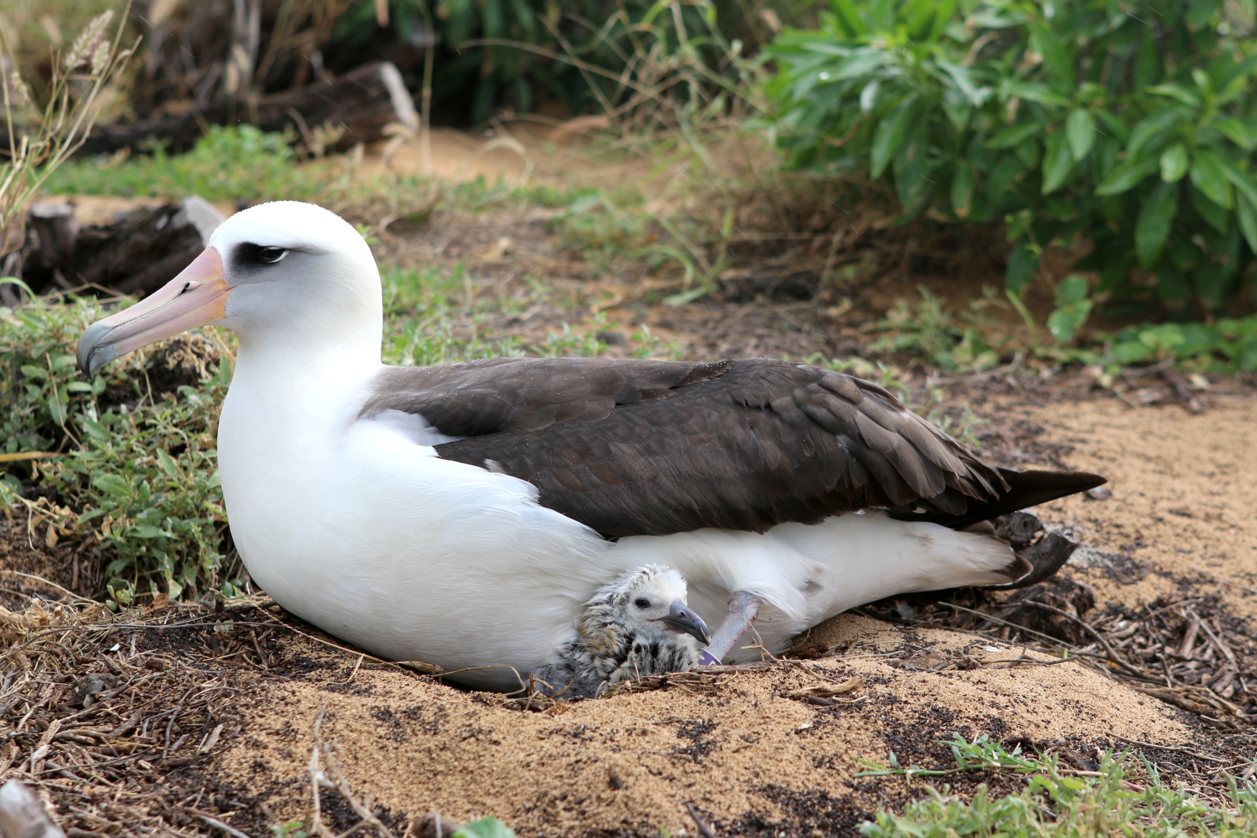 An adult albatross with a white head and dark wings sits on a sandy nest, showcasing perfect parenting as it shelters a fluffy chick beneath it. The background includes green foliage and scattered branches.