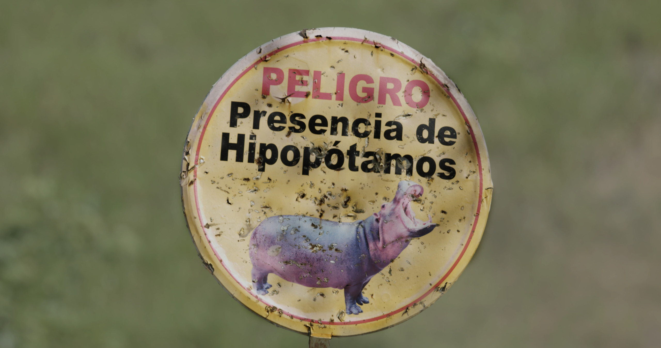 A circular sign in Spanish reads Peligro: Presencia de Hipopótamos with an image of a hippo, possibly one of Escobar's hippos. The sign is covered in small insects, with the background artfully out of focus.