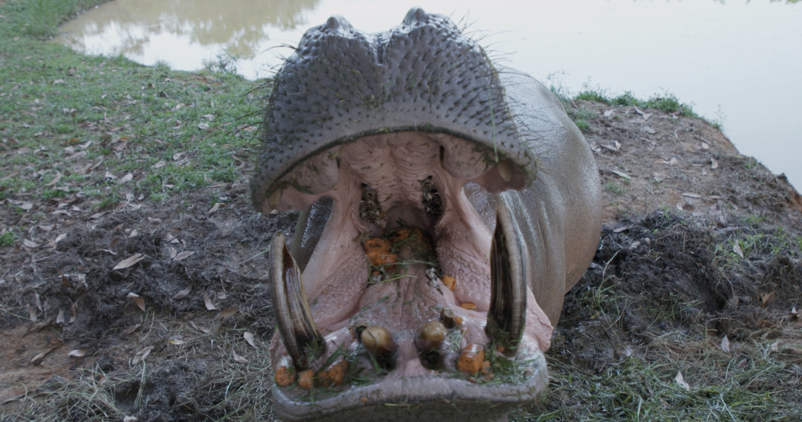 A hippo with its mouth wide open, displaying its large tusks and teeth. Known as one of Escobar's hippos, it sits serenely on grass near a body of water.