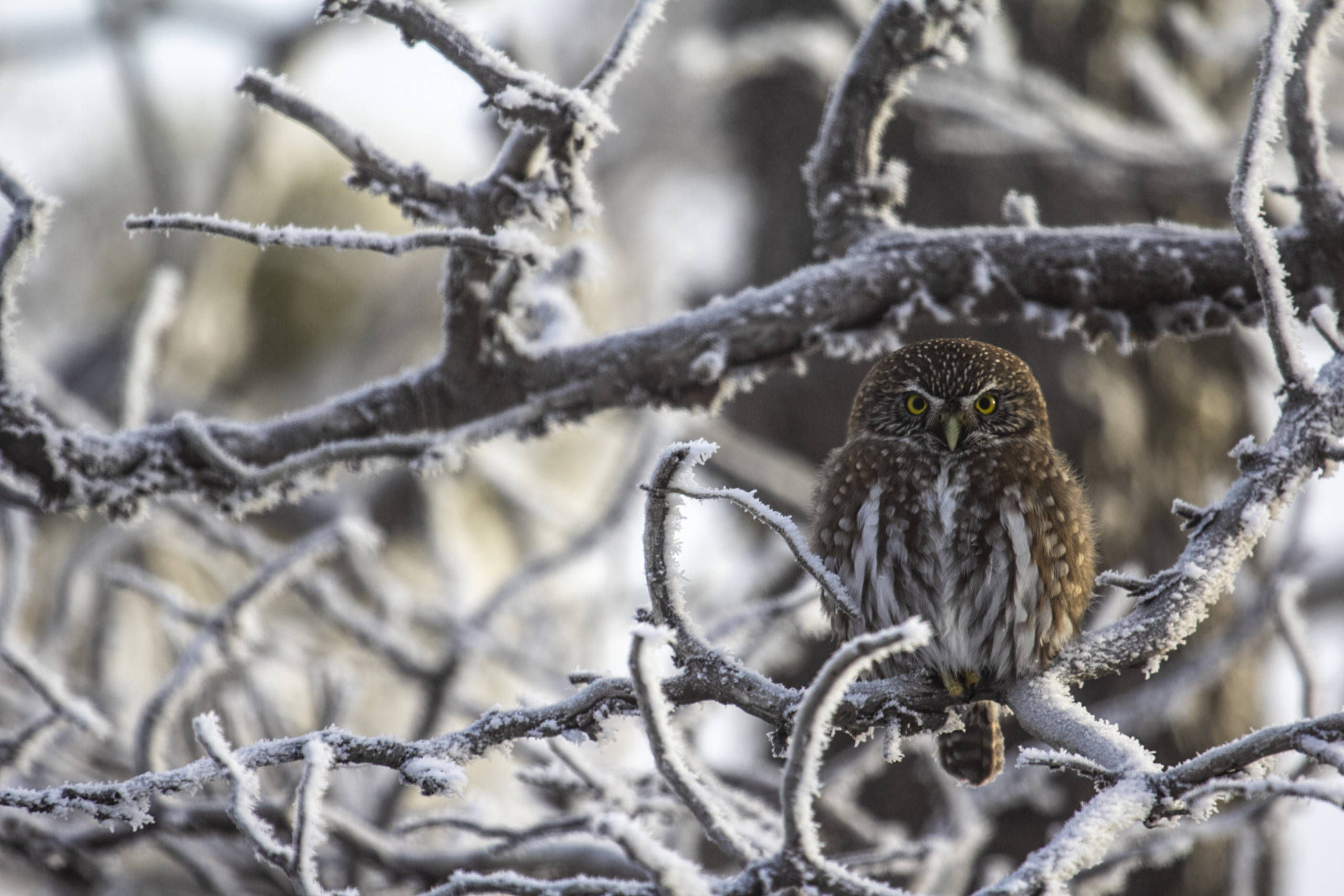 A small owl with striking yellow eyes perches on a frosty tree branch, reminiscent of a lone predator surveying its domain. The winter setting, much like the snowy haunts of elusive pumas, features snow-dusted branches and a soft, muted background. The owl's feathers are fluffed against the cold.