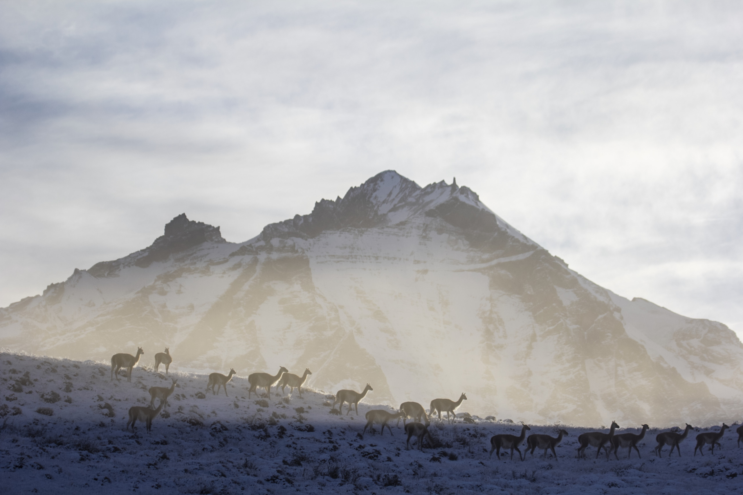 A group of deer walks cautiously along a snowy slope with a rugged, snow-capped mountain in the background, as if aware that elusive pumas might be lurking nearby. The sky is overcast, and the scene is enveloped in a soft, misty light.