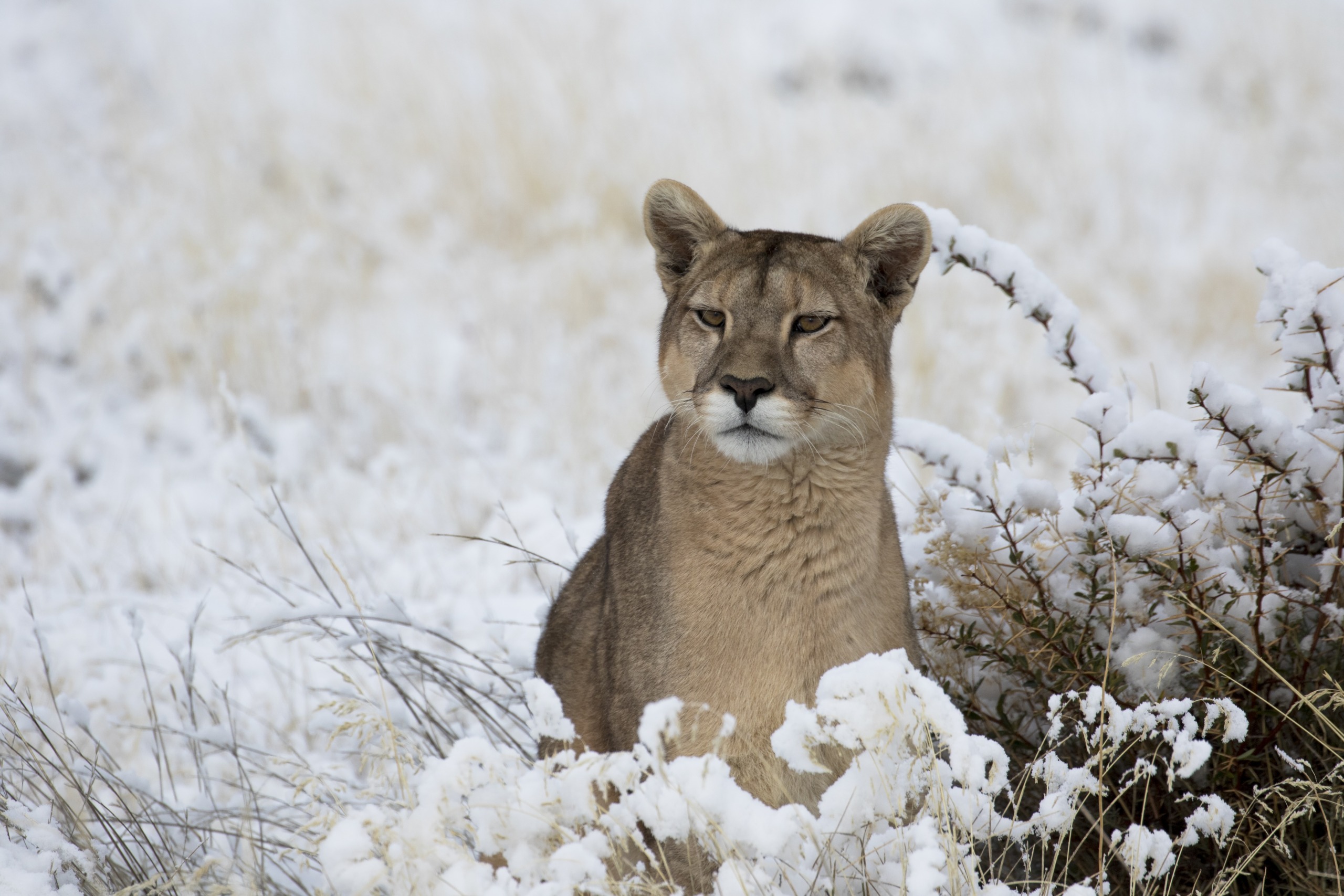 A solitary puma stands in the snowy terrain, surrounded by snow-dusted vegetation. With its soft, light-colored coat seamlessly blending with the winter landscape, it gazes intently into the distance.